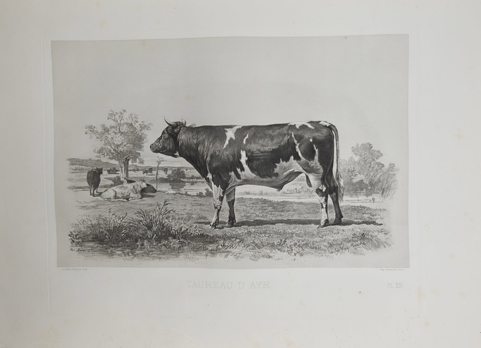 Émile Baudement – Pastoral Study of an Ayr Bull – Heliogravure (19th Century) (1 of 2)
