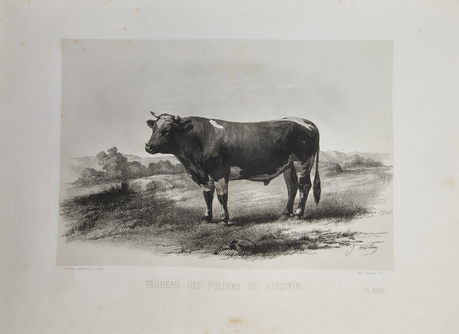 Émile Baudement – Pastoral Study of a Holstein Polder Bull – Heliogravure (19th Century) (1 of 2)