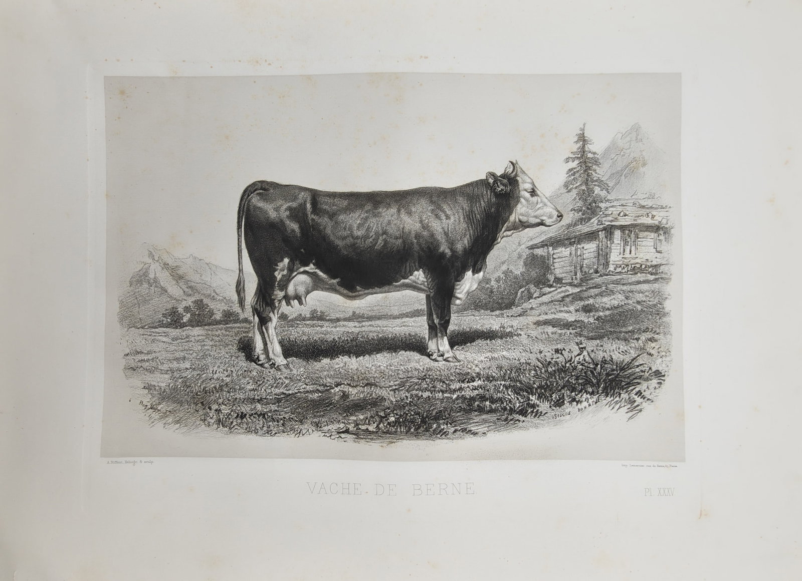 Émile Baudement – Pastoral Study of a Bernese Cow – Heliogravure (19th Century) (1 of 2)