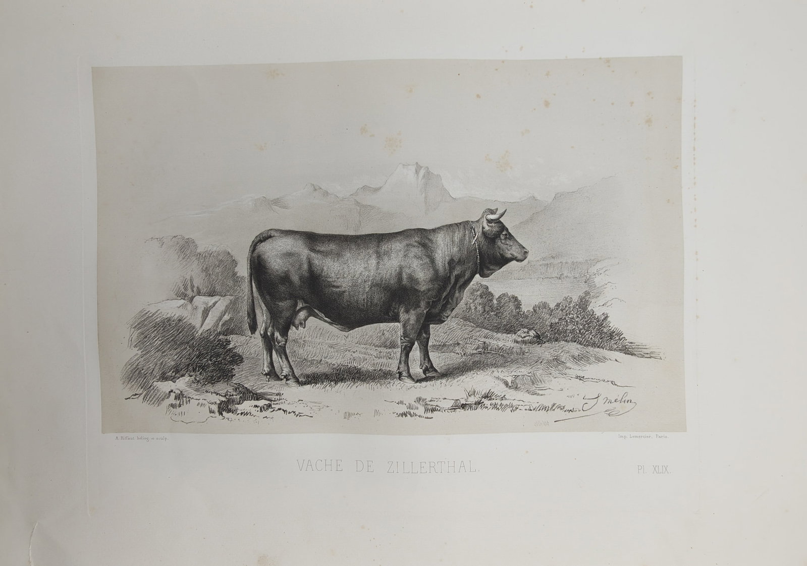 Émile Baudement – Pastoral Study of a Zillertal Cow – Heliogravure (19th Century) (1 of 2)