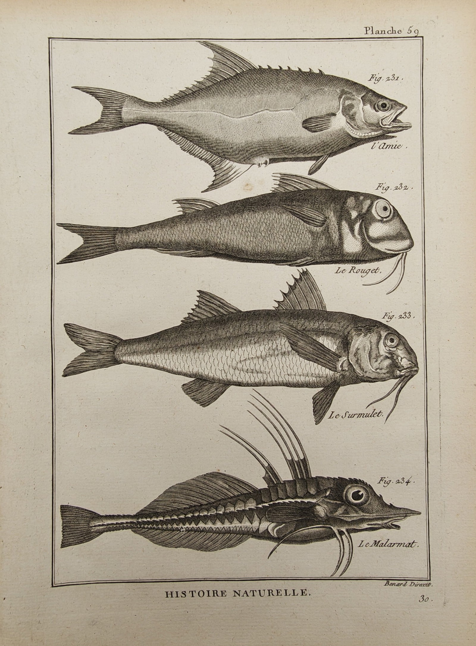 Robert Bénard – Ichthyological Study of Bowfin, Red Mullet, Striped Red Mullet – Engraving: "Histoire Naturelle" presents a multi-specimen ichthyological study illustrating the anatomical forms, scales, fin rays, and barbels of various marine and freshwater fish species in lateral profile. T