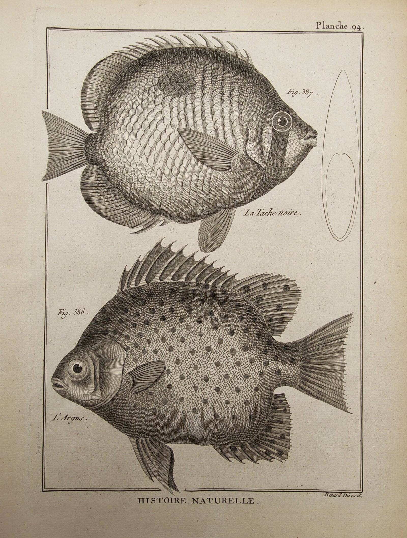 Robert Bénard – Ichthyological Study of the Blackspot and Spotted Butterfish – Engraving (1 of 2)