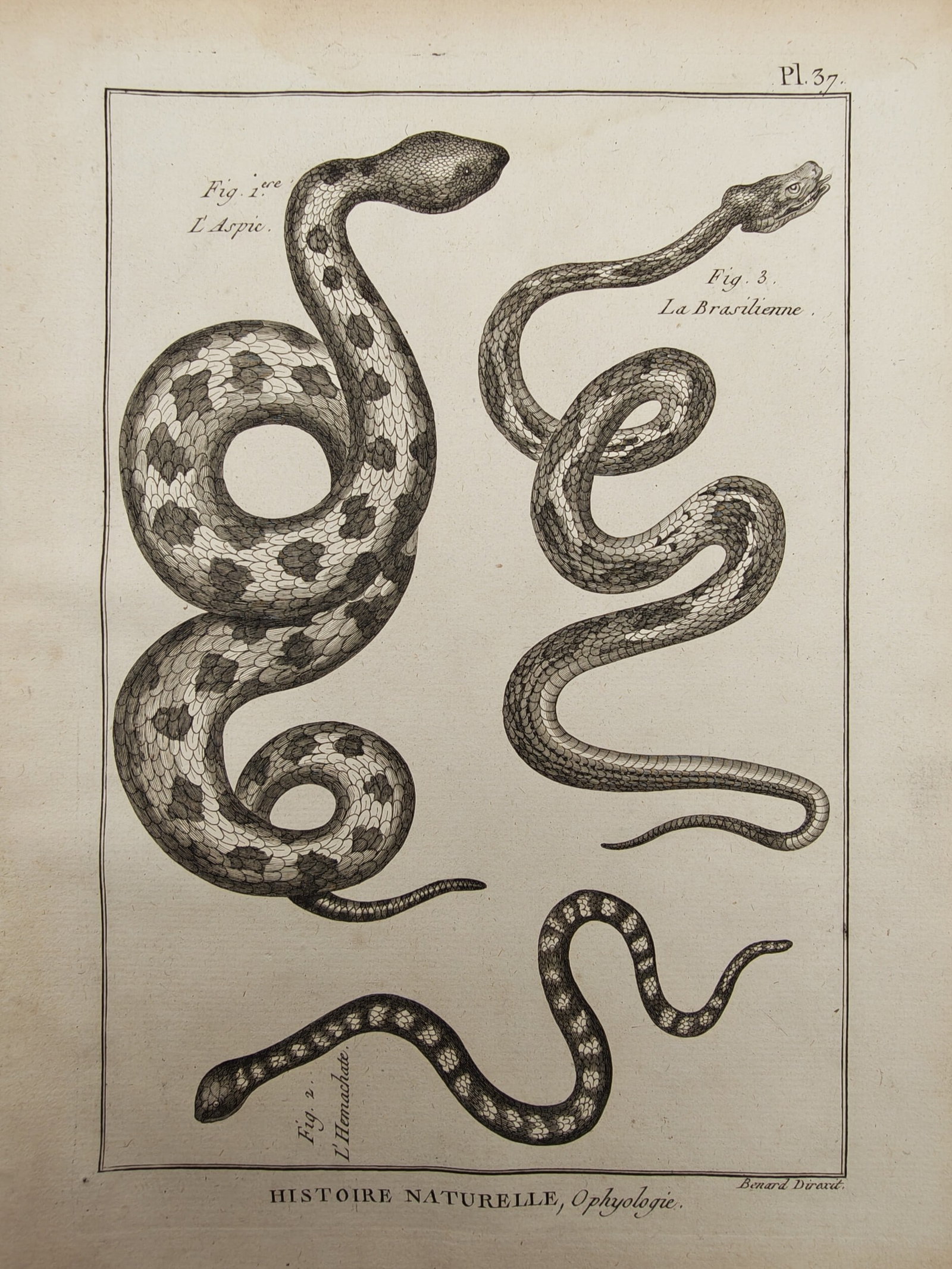 Robert Bénard – Herpetological Study of Aspic, Brazilian, and Ring-Necked Snakes – Engraving (1 of 2)