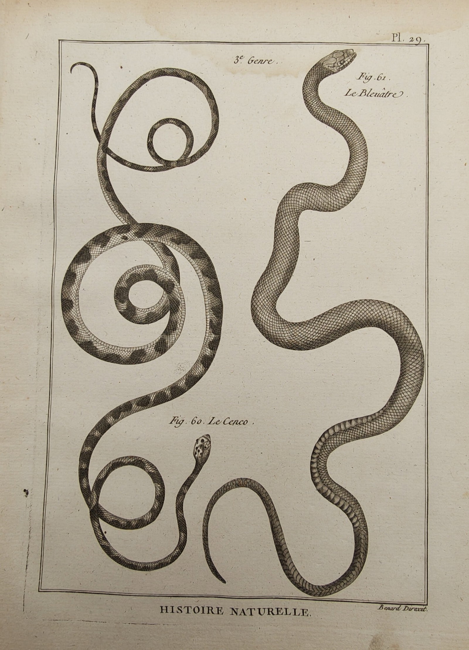 Robert Bénard – Herpetological Study of Coiled and Wavy Serpents – Engraving (18th Century): "Histoire Naturelle" presents a comparative herpetological study illustrating the looping coils, sinuous curves, and scaly skin patterns of two distinct serpent specimens. The copperplate engraving wa