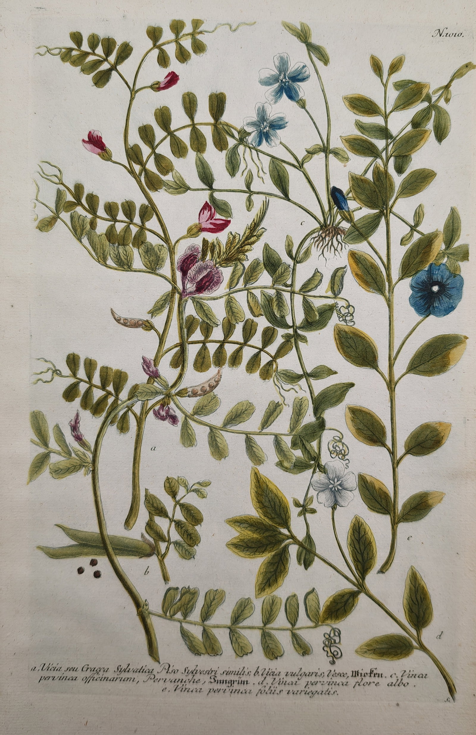 Johann Wilhelm Weinmann – Botanical Studies of Vetches and Periwinkles (1 of 2)