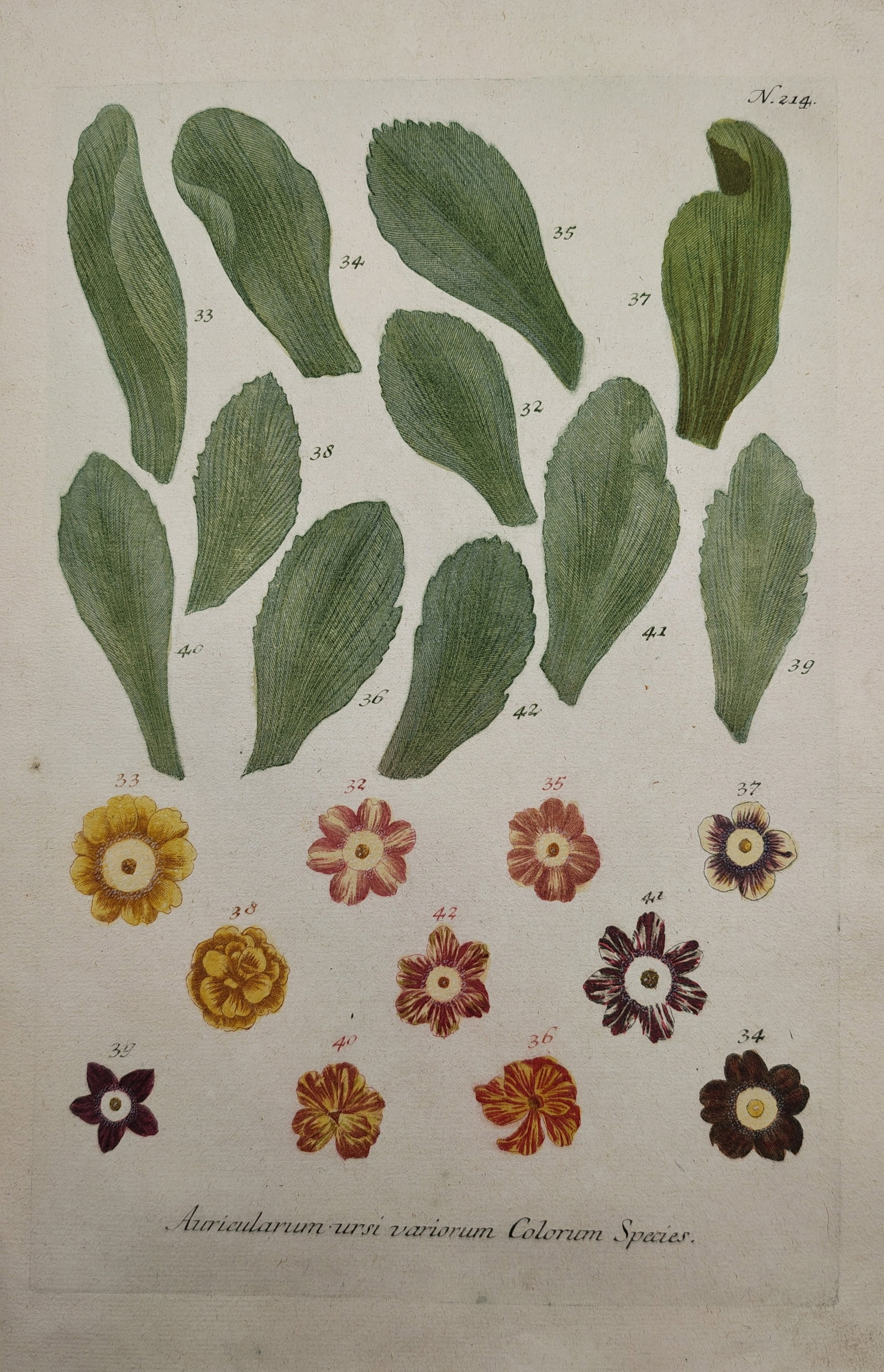 Johann Wilhelm Weinmann – Botanical Studies of Auricula Leaf and Flower Varieties: "Species of Bear's Ears of Various Colors" depicts a botanical study showcasing a diverse array of textured leaves alongside multicolored blooming floral corollas of cultivated auricula primroses. The