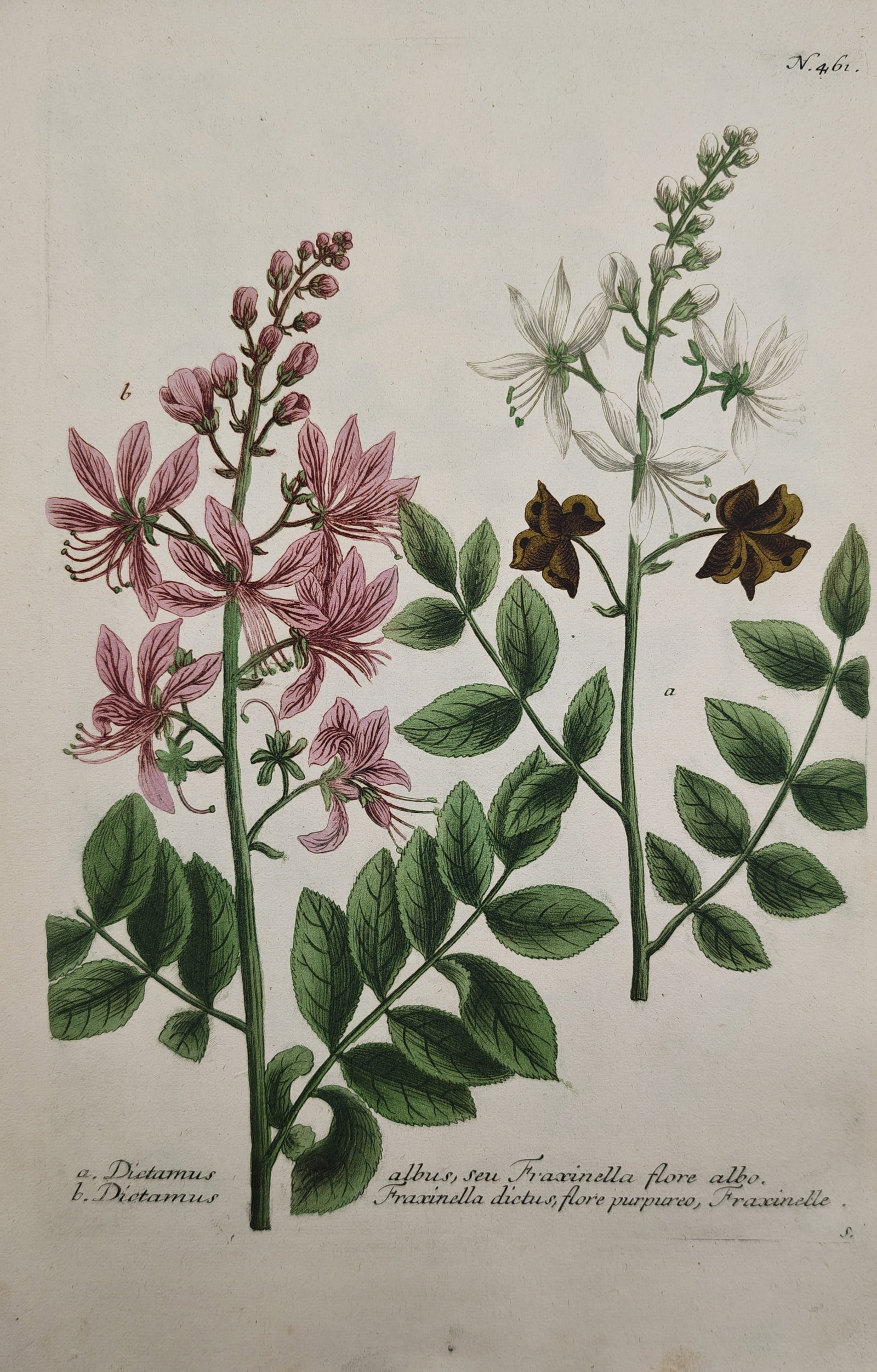 Johann Wilhelm Weinmann – Botanical Studies of White and Purple Dittany: "White and Purple Dittany or Fraxinella" depicts a botanical study showcasing the tall flowering racemes, pinnate foliage, and delicate blossoms of medicinal dittany plants. The natural history compos