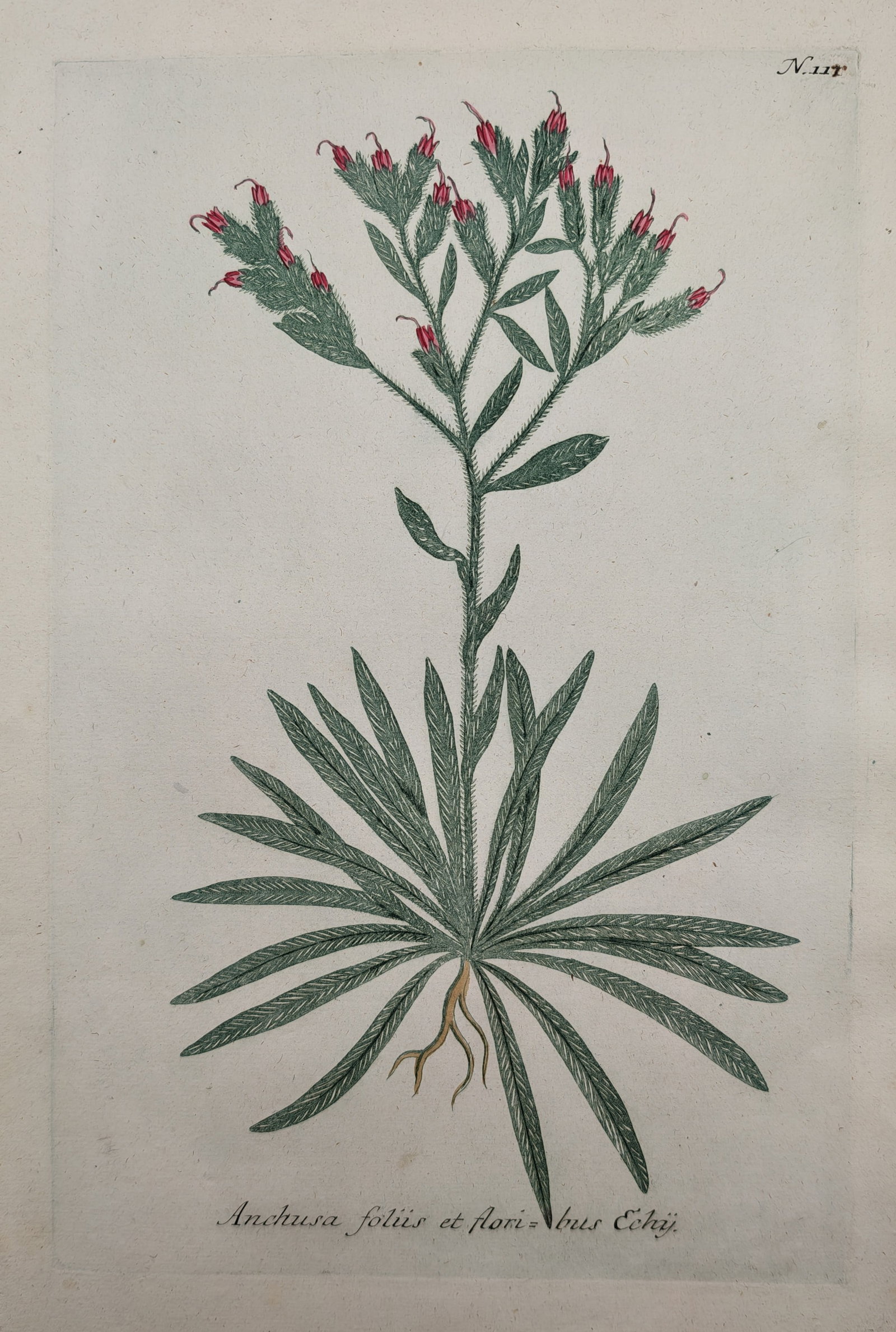 Johann Wilhelm Weinmann – Botanical Study of Bugloss-Leaved Alkanet – Mezzotint and engraving (1 of 2)
