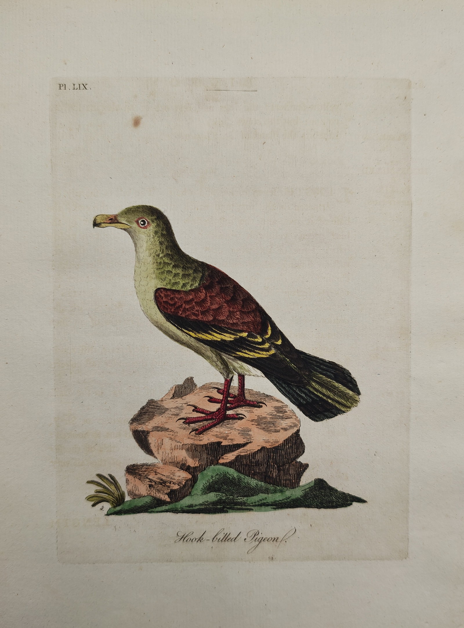 John Latham – Ornithological Study of the Hook-Billed Pigeon – Engraving (1781–1785): "Hook-Billed Pigeon" depicts an ornithological natural history study showing a colorful pigeon perched atop a rocky outcrop against a plain background. The hand-colored composition illustrates the dis