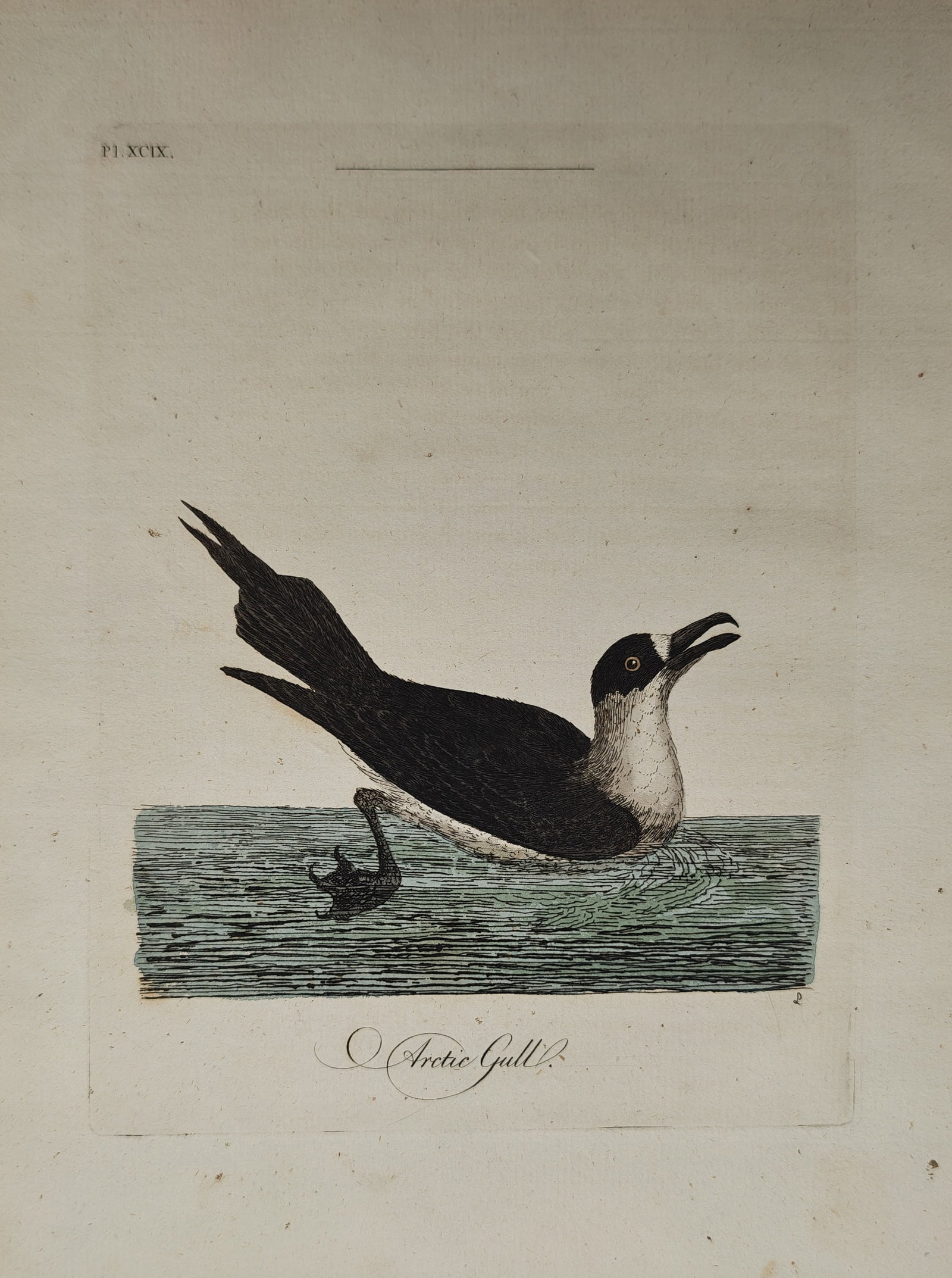 John Latham – Ornithological Study of the Arctic Gull – Engraving (1781–1785): "Arctic Gull" depicts an ornithological natural history study showing a seabird swimming upon gentle water with its beak open against a plain background. The hand-colored composition illustrates the d