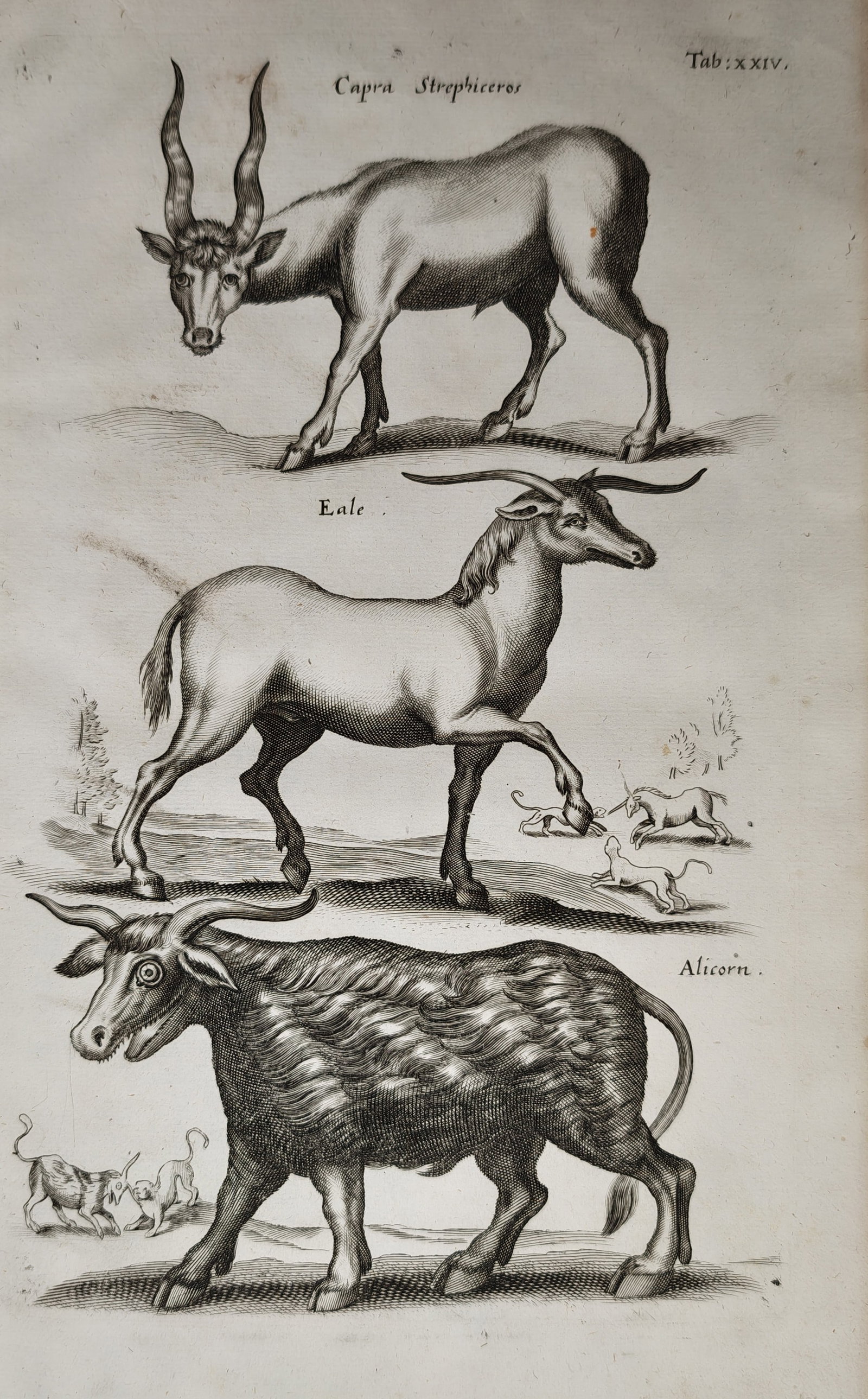 Jan Jonston – Zoological Studies of the Strepsiceros, Yale, and Alicorn – Engraving (17th (1 of 2)