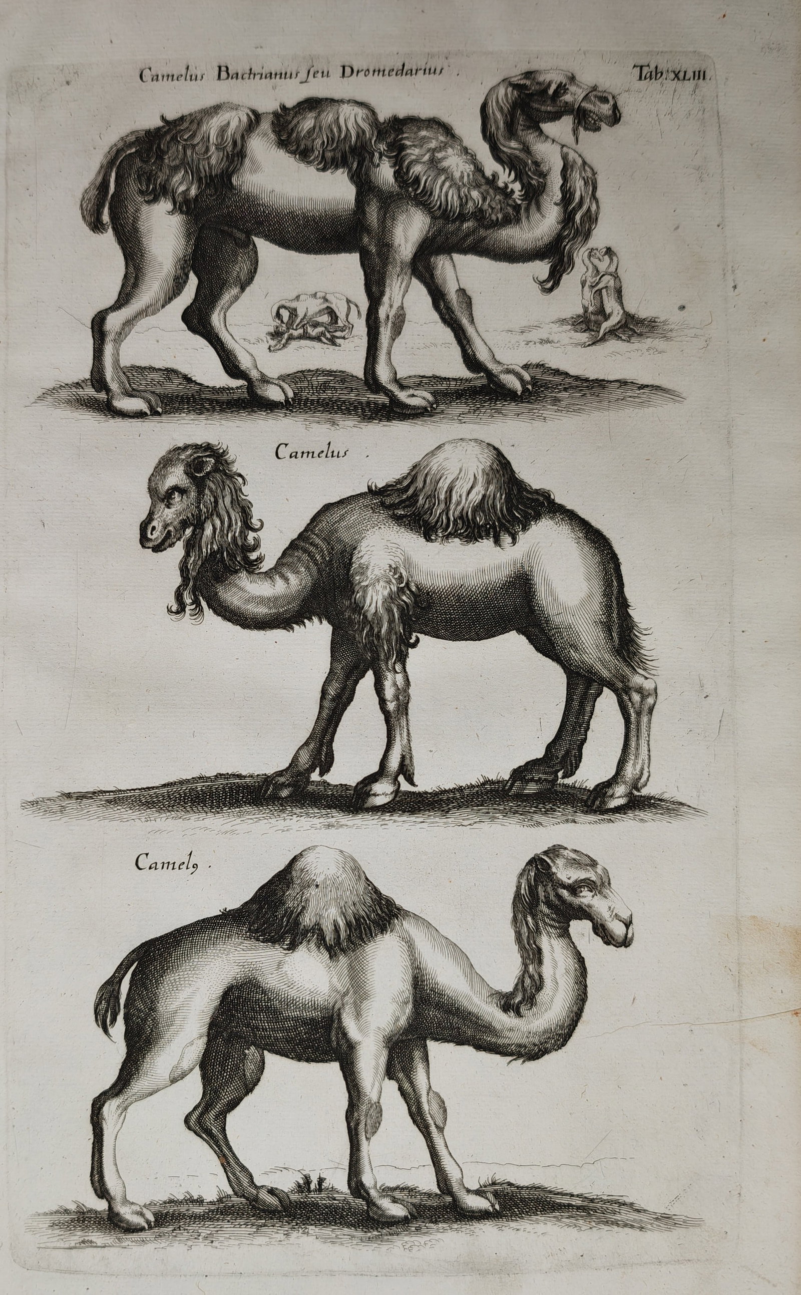 Jan Jonston – Zoological Studies of Camels and Dromedaries – Engraving (17th Century) (1 of 2)