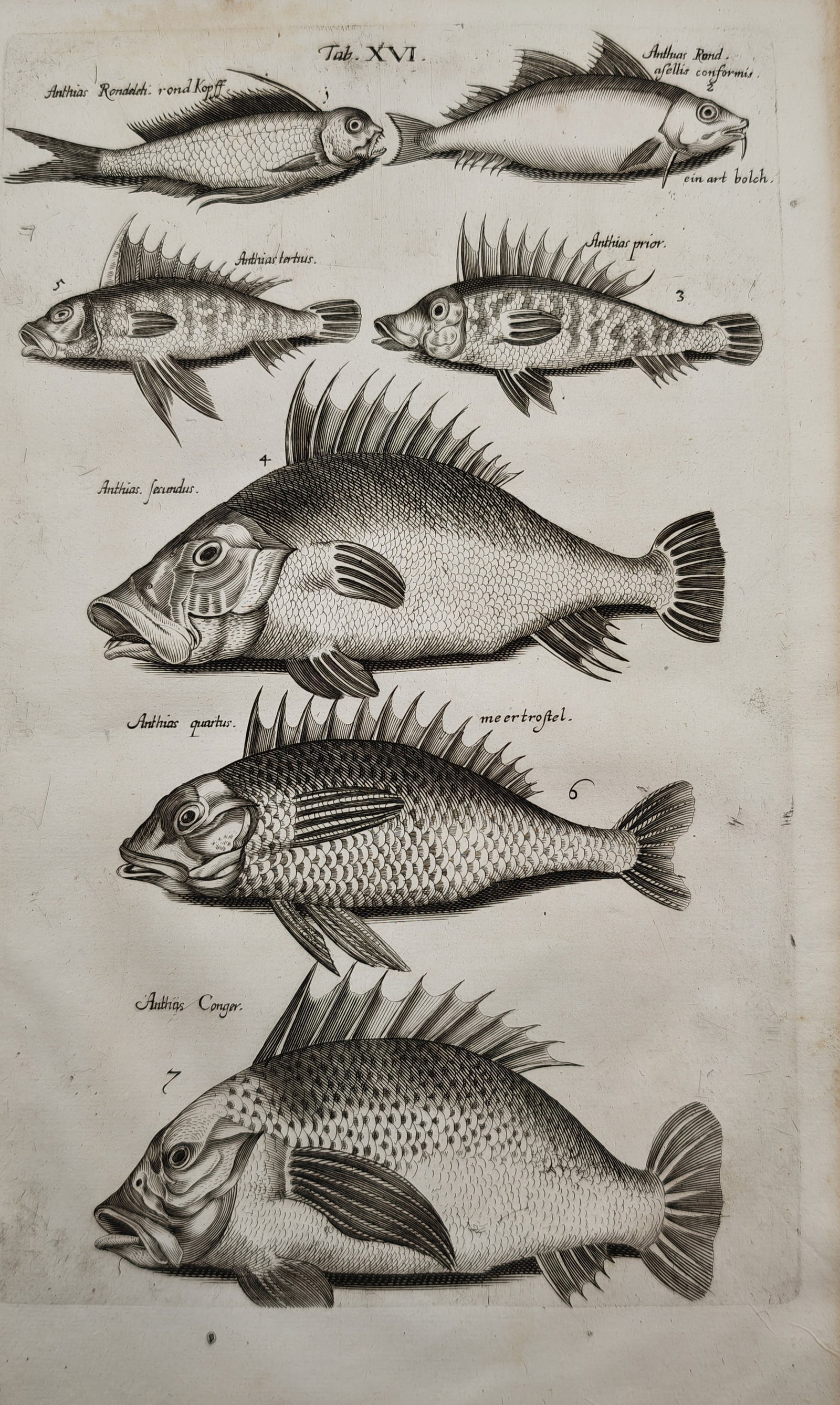 Jan Jonston – Ichthyological Studies of Anthias and Sea Bream Varieties – Engraving (17th: "Anthias and Sea Bream Species" depicts an early natural history study presenting a detailed arrangement of various marine fish species, illustrating dorsal fins, scale patterns, and anatomical profil