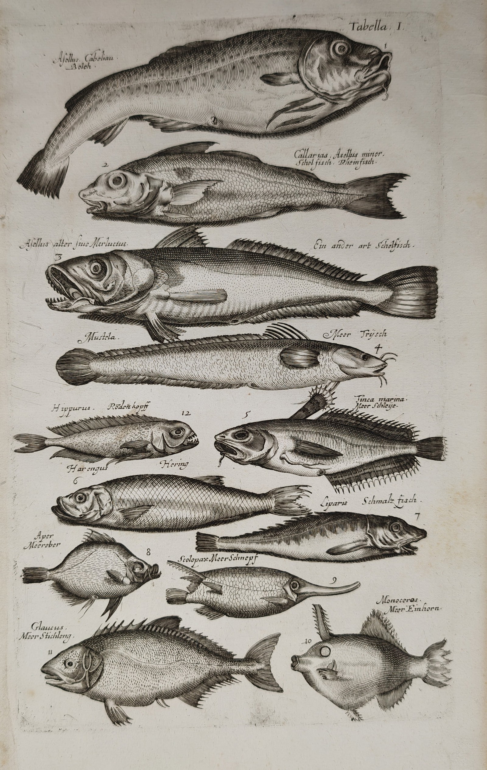 Jan Jonston – Ichthyological Studies of Marine Fish Varieties Including Cod, Haddock – Engraving: "Studies of Marine Fish Species Including Cod, Haddock, Herring, and Snipefish" depicts an early natural history study presenting a detailed arrangement of diverse saltwater fish, illustrating dorsal 