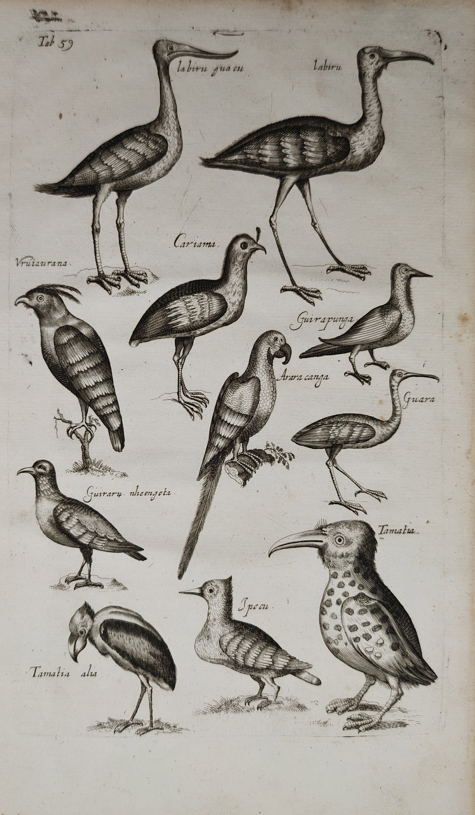Jan Jonston – Ornithological Studies of Exotic Birds Including the Jabiru, Cariama – Engraving: "Studies of Exotic and South American Birds Including the Jabiru, Cariama, and Macaw" depicts an early natural history study presenting an array of diverse avian species, illustrating long-legged wade