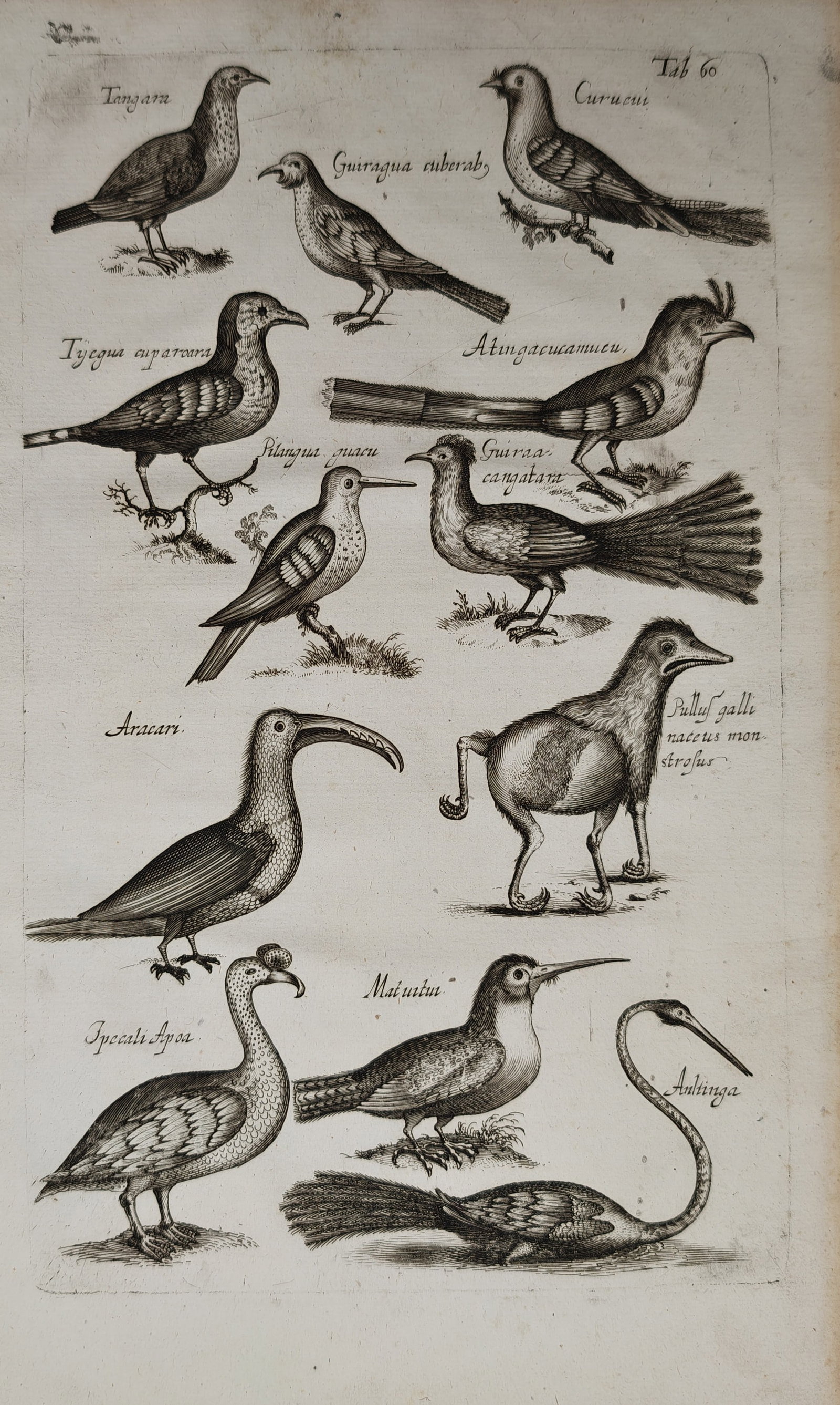 Jan Jonston – Ornithological Studies of Tropical Birds Including the Aracari, Tanager –: "Studies of Tropical Birds Including the Tanager, Trogon, Aracari, and Darter" depicts an early natural history study presenting a diverse array of exotic and New World avian species, illustrating var
