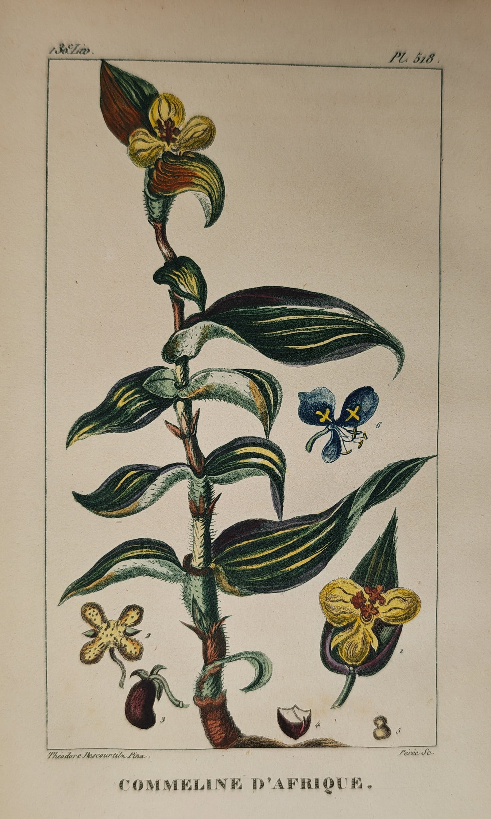 Jean-Théodore Descourtilz – African Dayflower – Engraving (c. 1821–1828): "African Dayflower" depicts a detailed botanical study showing the flowering stem, variegated foliage, and floral dissections of the Commelina plant against a plain background. The nineteenth-century 