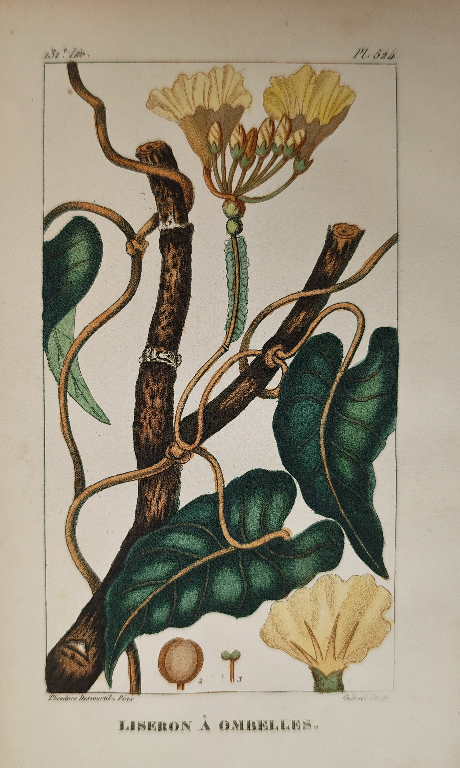 Jean-Théodore Descourtilz – Botanical Study of Umbel Bindweed – Engraving (c. 1821–1828): "Umbel Bindweed" depicts a detailed botanical study showing climbing twining vines, broad green foliage, and flowering clusters of the bindweed plant against a plain background. The nineteenth-century