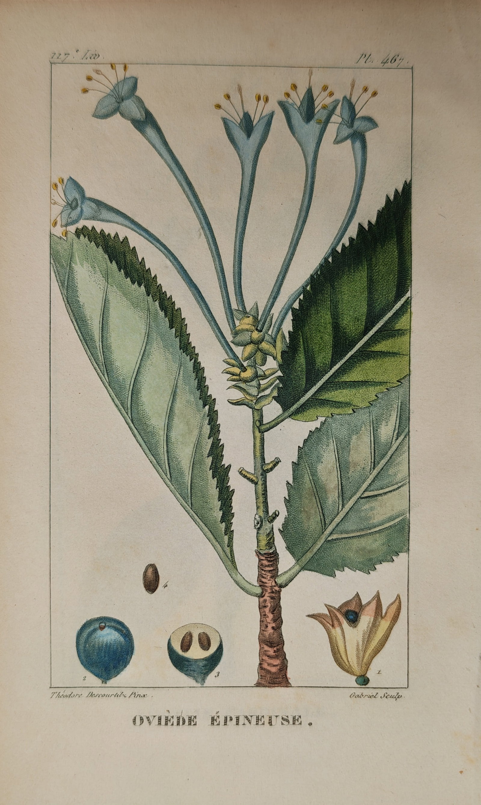 Jean-Théodore Descourtilz – Botanical Study of Spiny Ovieda – Engraving (c. 1821–1828) (1 of 2)