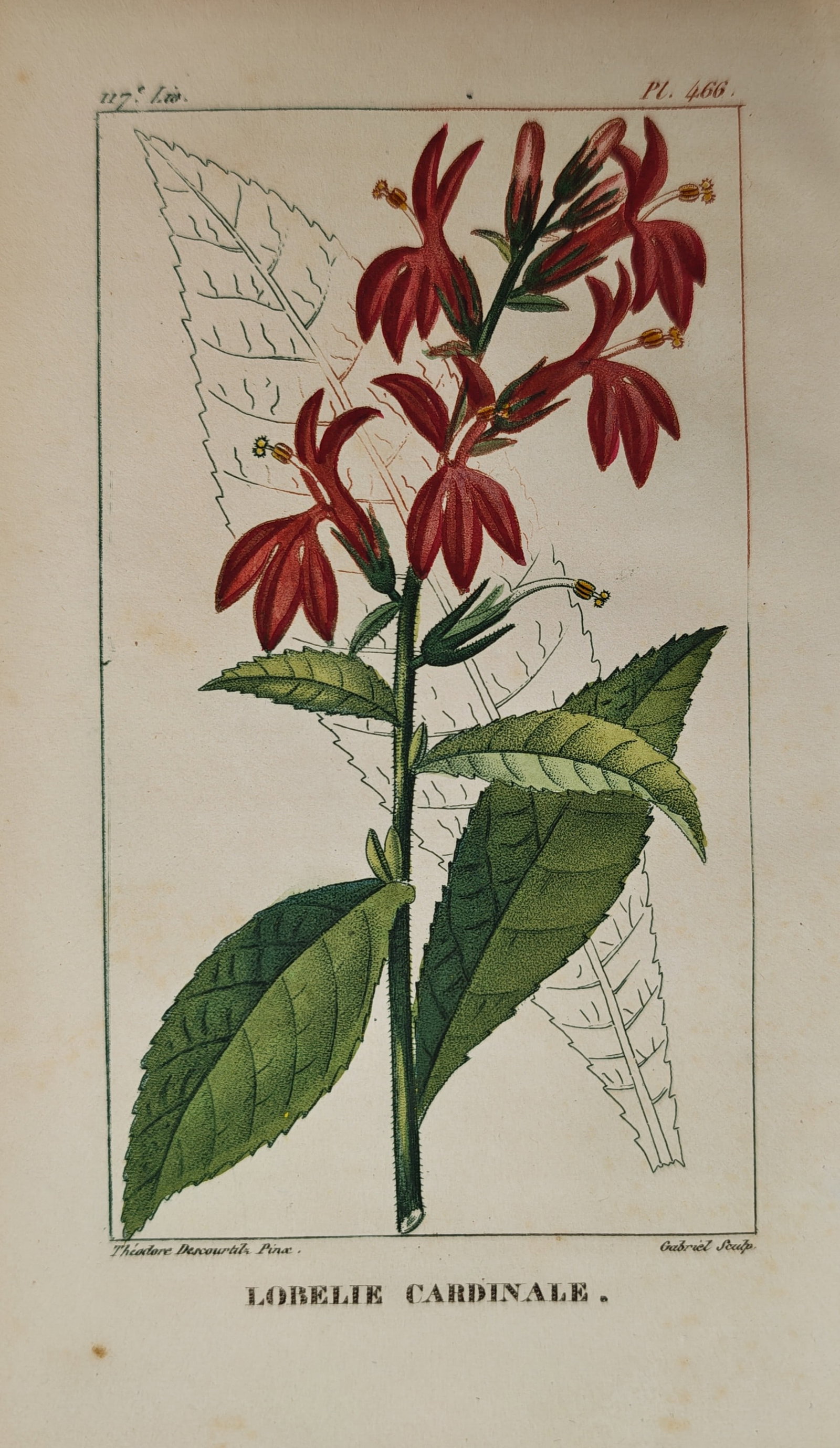 Jean-Théodore Descourtilz – Botanical Study of the Cardinal Flower – Engraving (c. 1821–1828): "Cardinal Lobelia" depicts a detailed botanical study showing the vibrant crimson flowering spike, lanceolate foliage, and delicate floral anatomy of the plant against a plain background. The nineteen