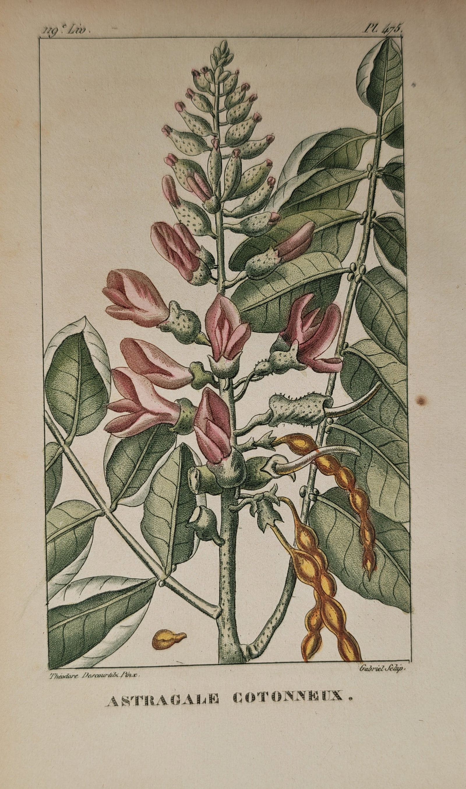Jean-Théodore Descourtilz – Botanical Study of the Cottony Milkvetch – Engraving (c.: "Cottony Milkvetch" depicts a detailed botanical study showing the flowering raceme, pinnate foliage, and seed pods of the milkvetch plant against a plain background. The nineteenth-century natural hi