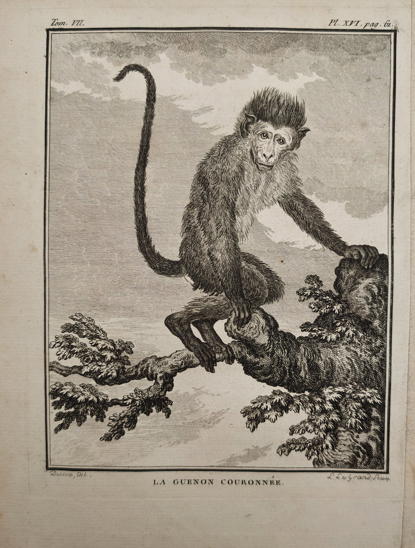 Georges-Louis Leclerc de Buffon – Crowned Guenon Monkey – Engraving (18th Century) (1 of 2)