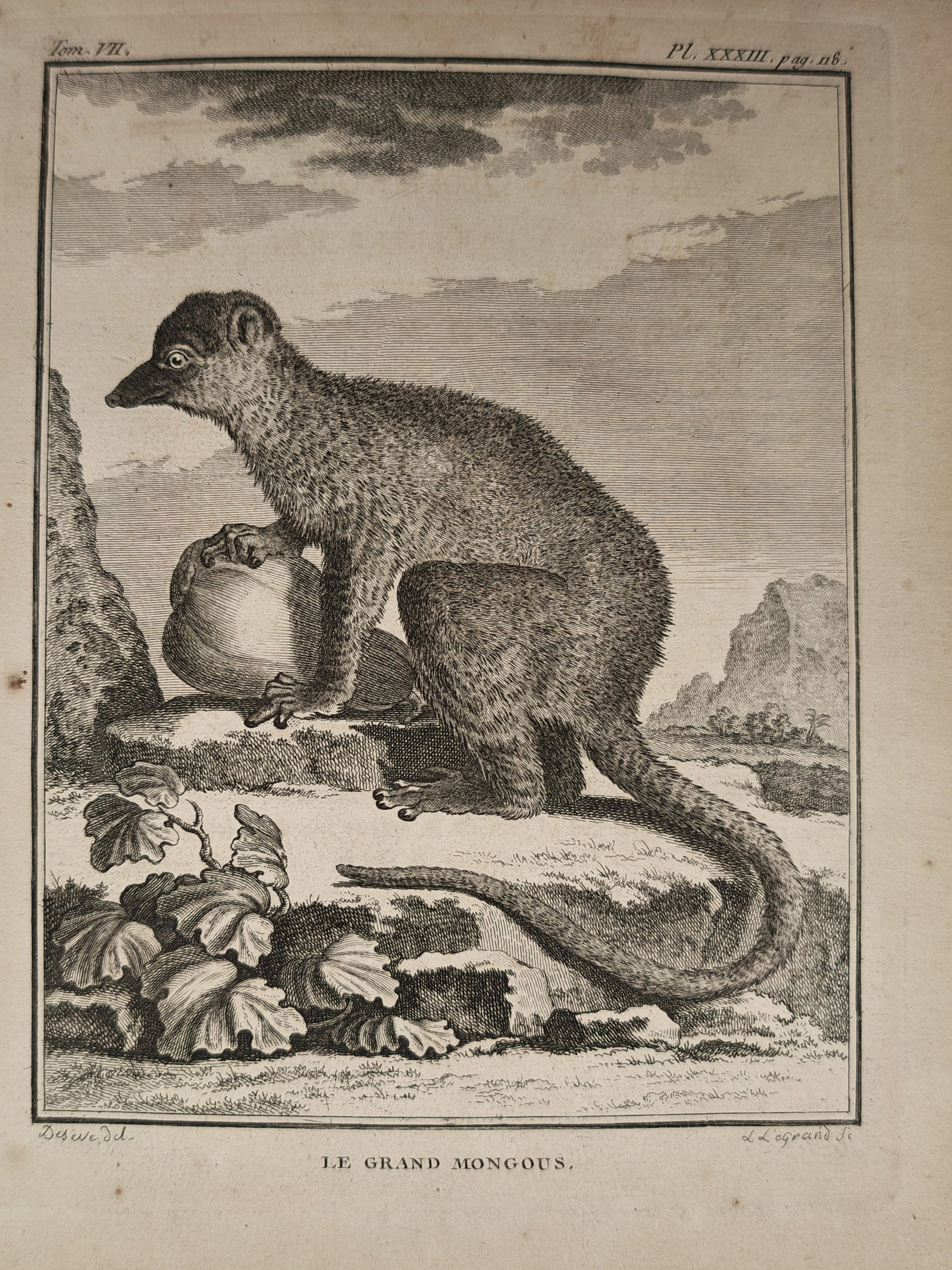 Georges-Louis Leclerc de Buffon – The Great Mongoose Lemur – Engraving (18th Century): "The Great Mongoose" depicts a natural history zoological study showing a mongoose lemur perched upon a rocky outcrop beside low foliage against an open landscape. The eighteenth-century composition i