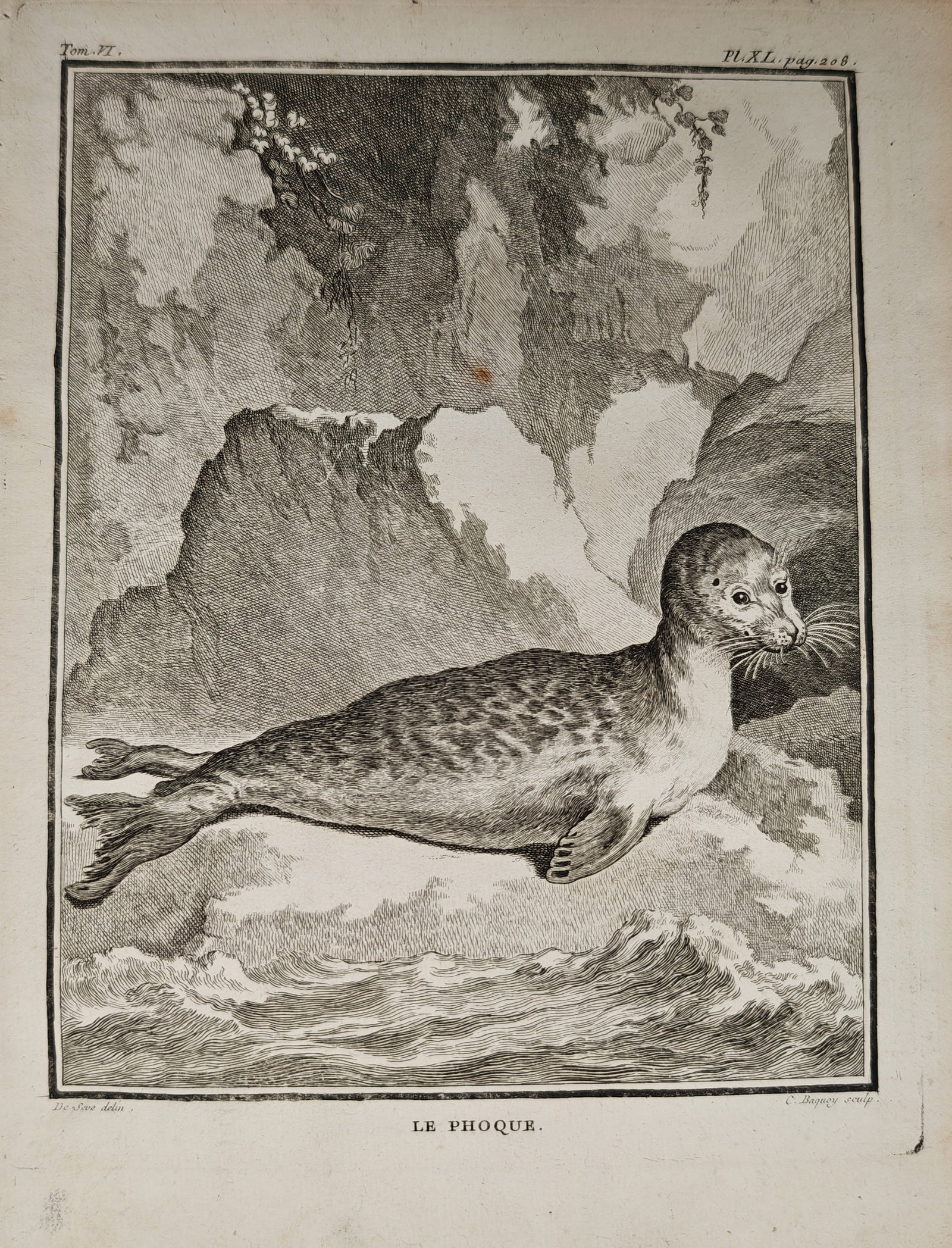 Georges-Louis Leclerc de Buffon – The Seal – Engraving (18th Century): "The Seal" depicts a natural history zoological study showing a seal resting along a rocky, wave-swept shoreline. The eighteenth-century composition illustrates the spotted pelt, whiskered facial feat