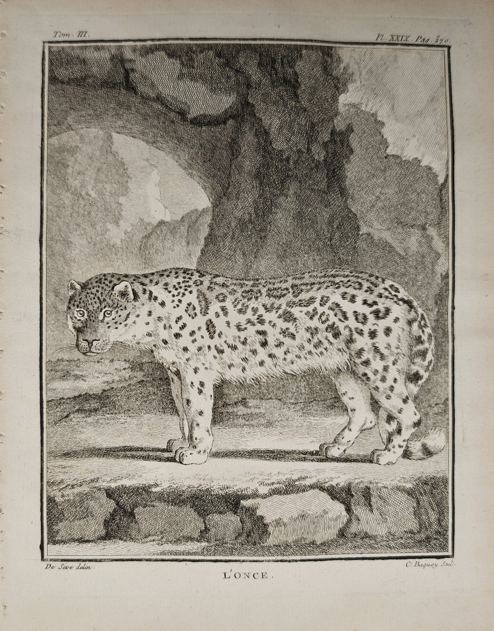 Georges-Louis Leclerc de Buffon – The Ounce or Snow Leopard – Engraving (18th Century): "The Ounce" depicts a natural history zoological study showing an ounce (snow leopard / leopard) standing alert in profile against a rocky landscape and hollowed tree backdrop. The eighteenth-century 