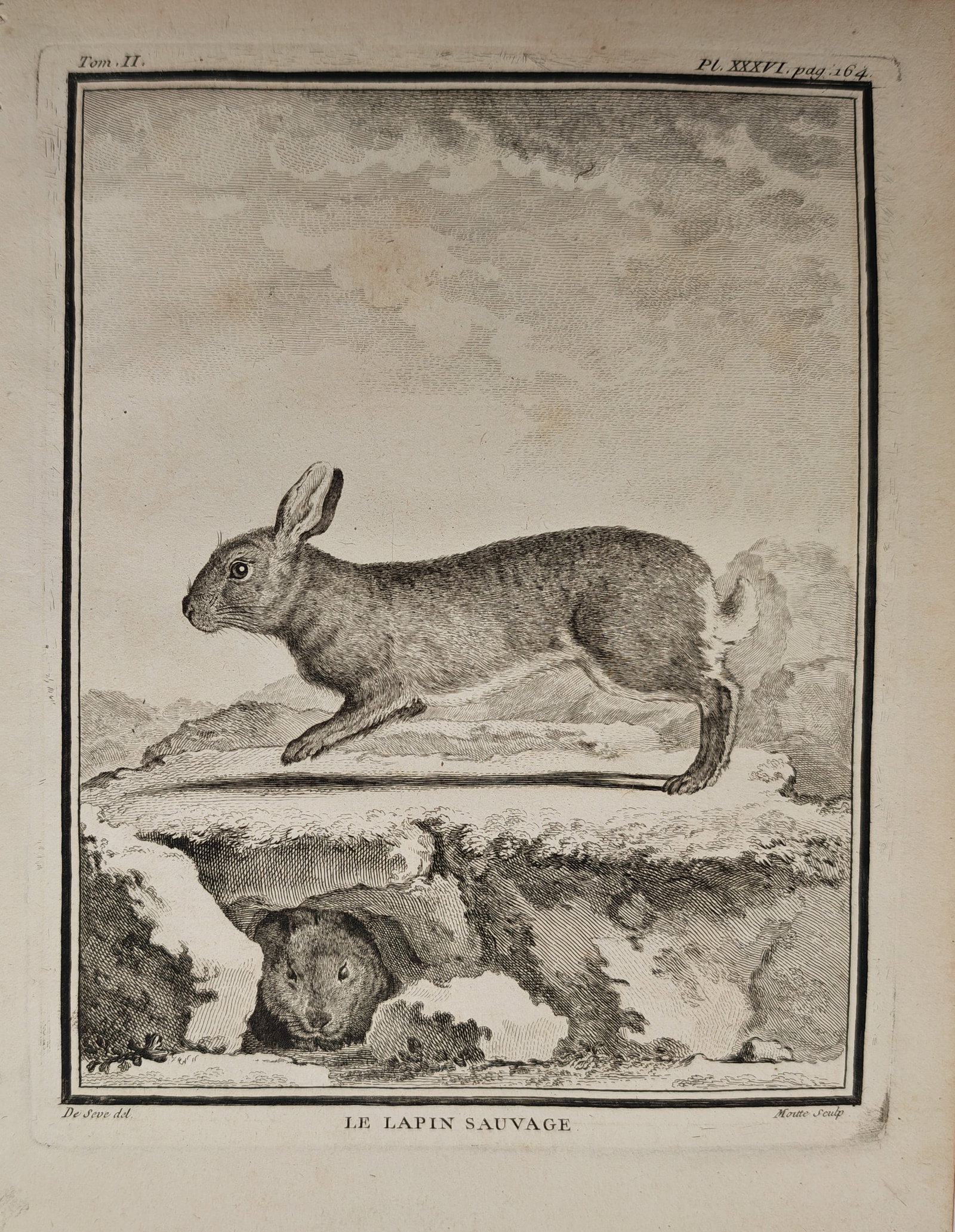 Georges-Louis Leclerc de Buffon – The Wild Rabbit – Engraving (18th Century) (1 of 2)