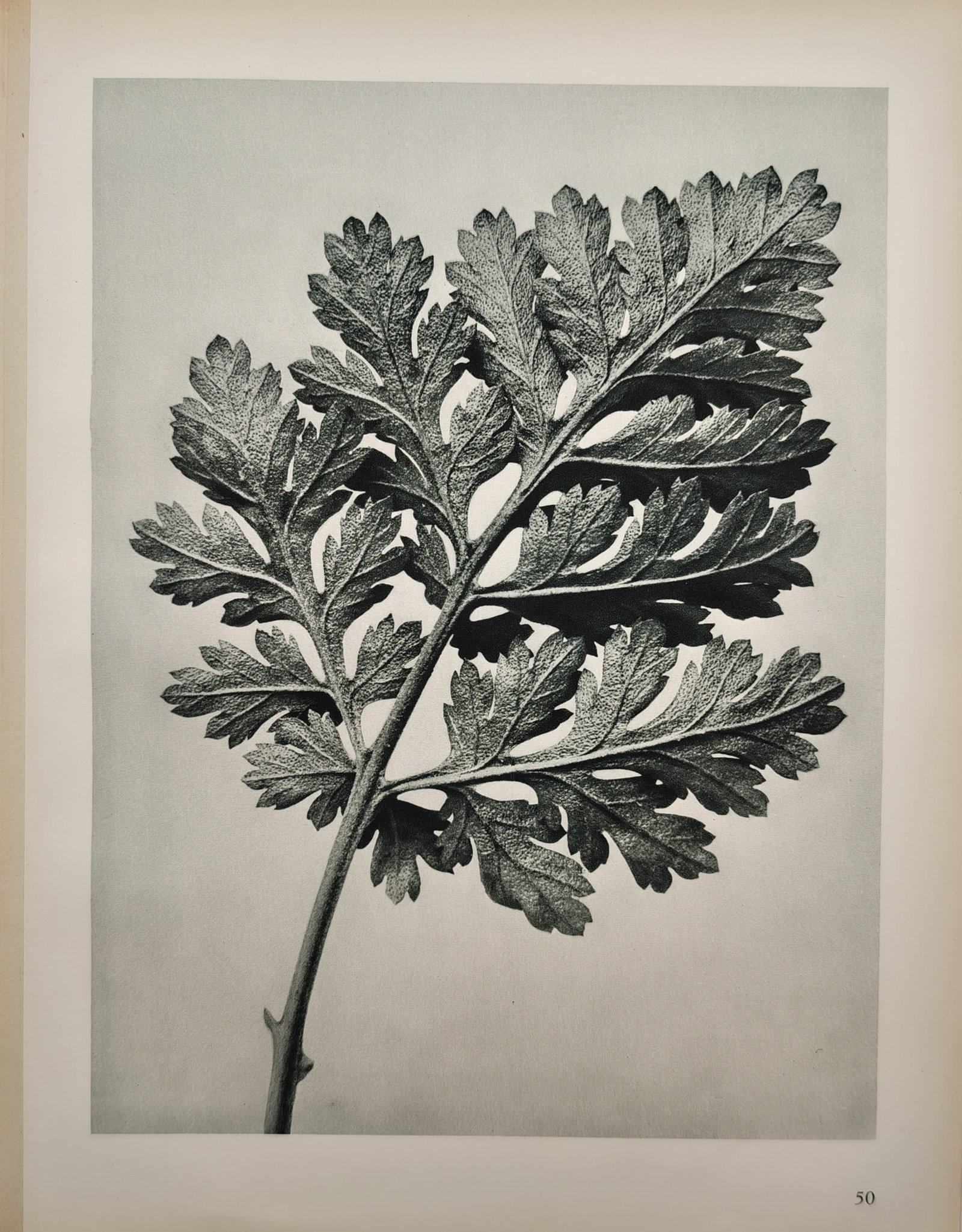 Karl Blossfeldt, after – Botanical Study of a Leaf – Offset print (20th Century) (1 of 2)