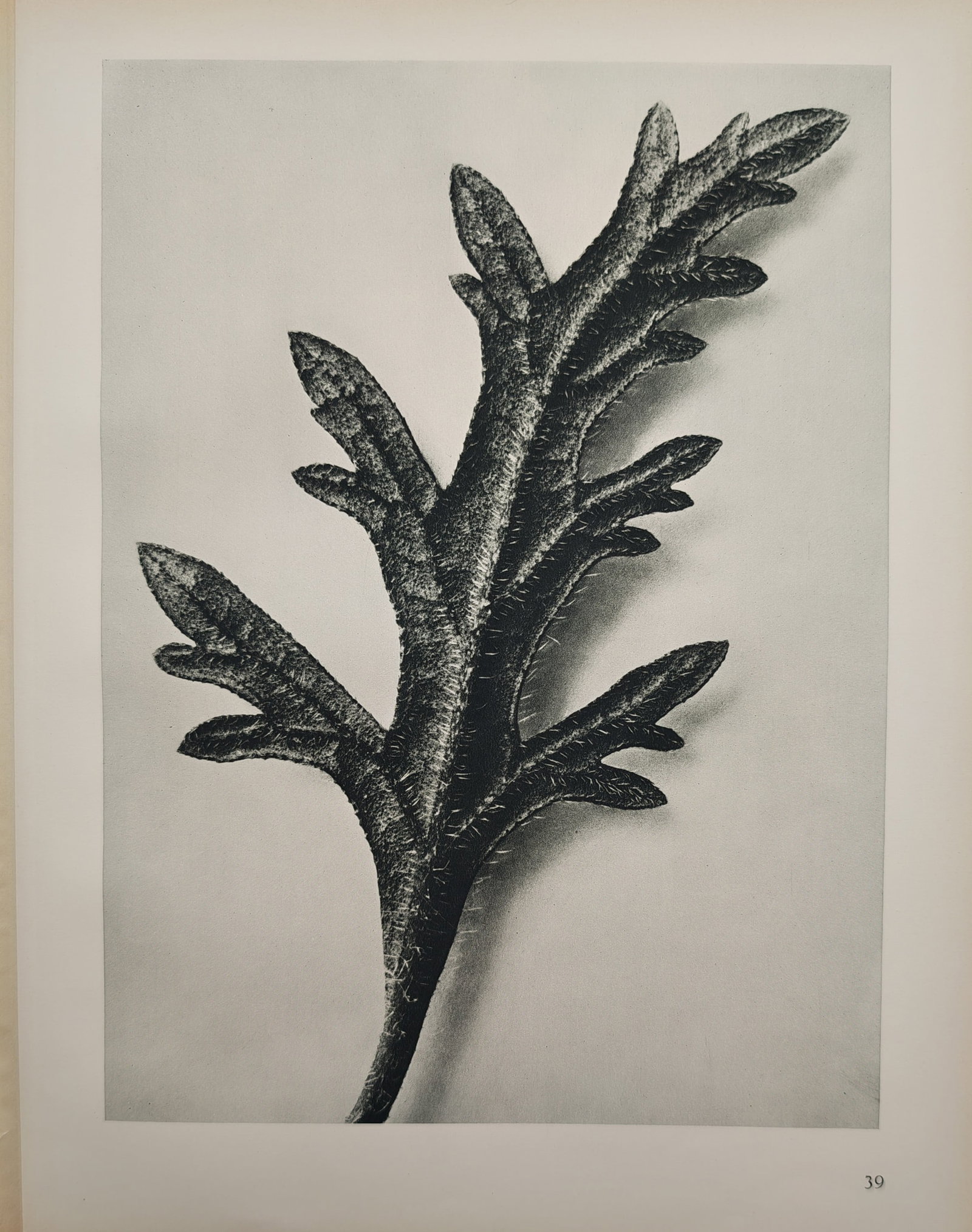 Karl Blossfeldt,after – Chrysanthemum Leaf – Offset print (20th Century) (1 of 2)