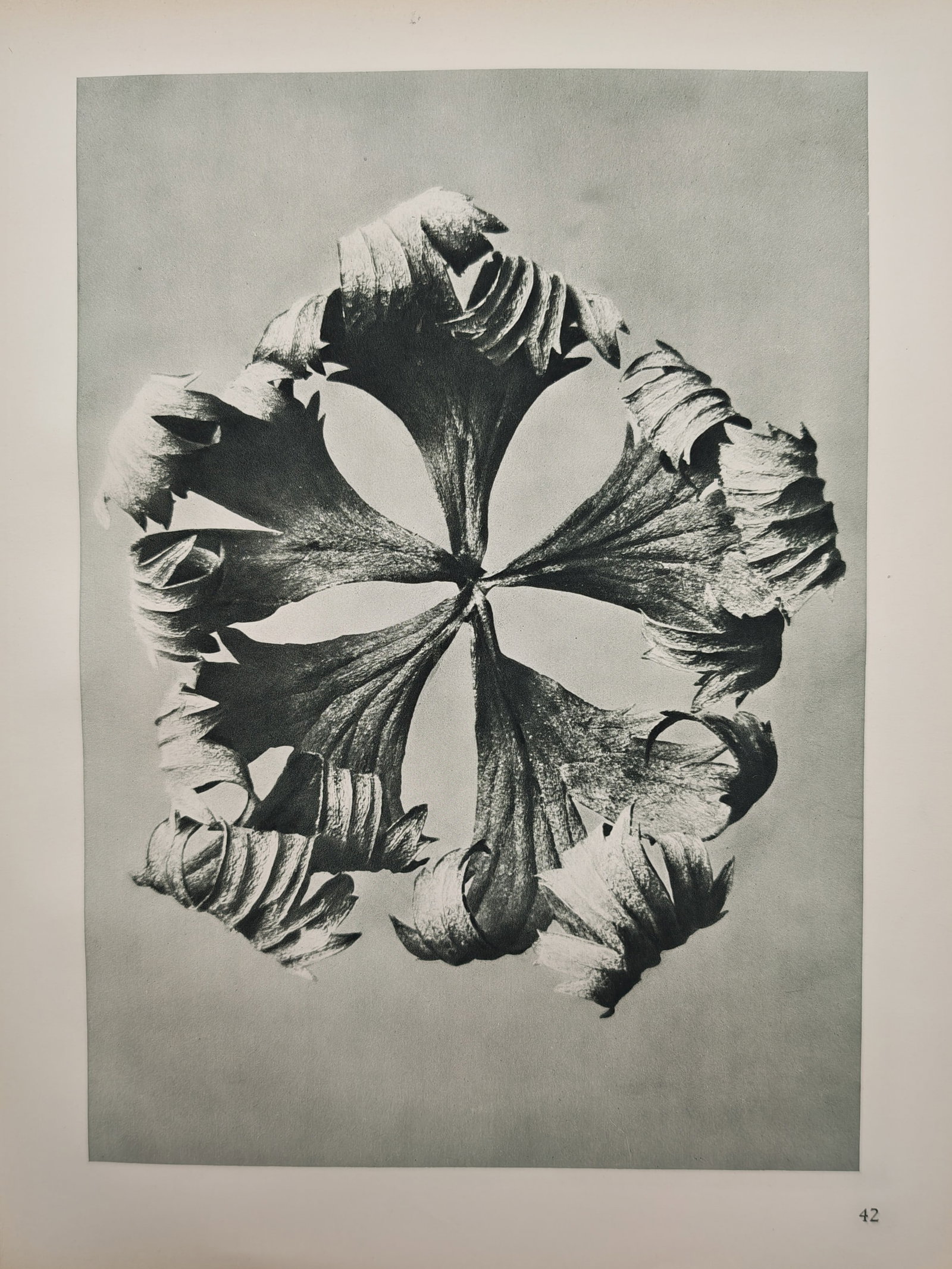 Karl Blossfeldt,after – Delphinium Petals – Offset print (20th Century): "Delphinium Petals" captures a striking botanical arrangement showcasing dried floral elements radiating outward to form a complex star shape. This composition highlights the sculptural symmetry and a