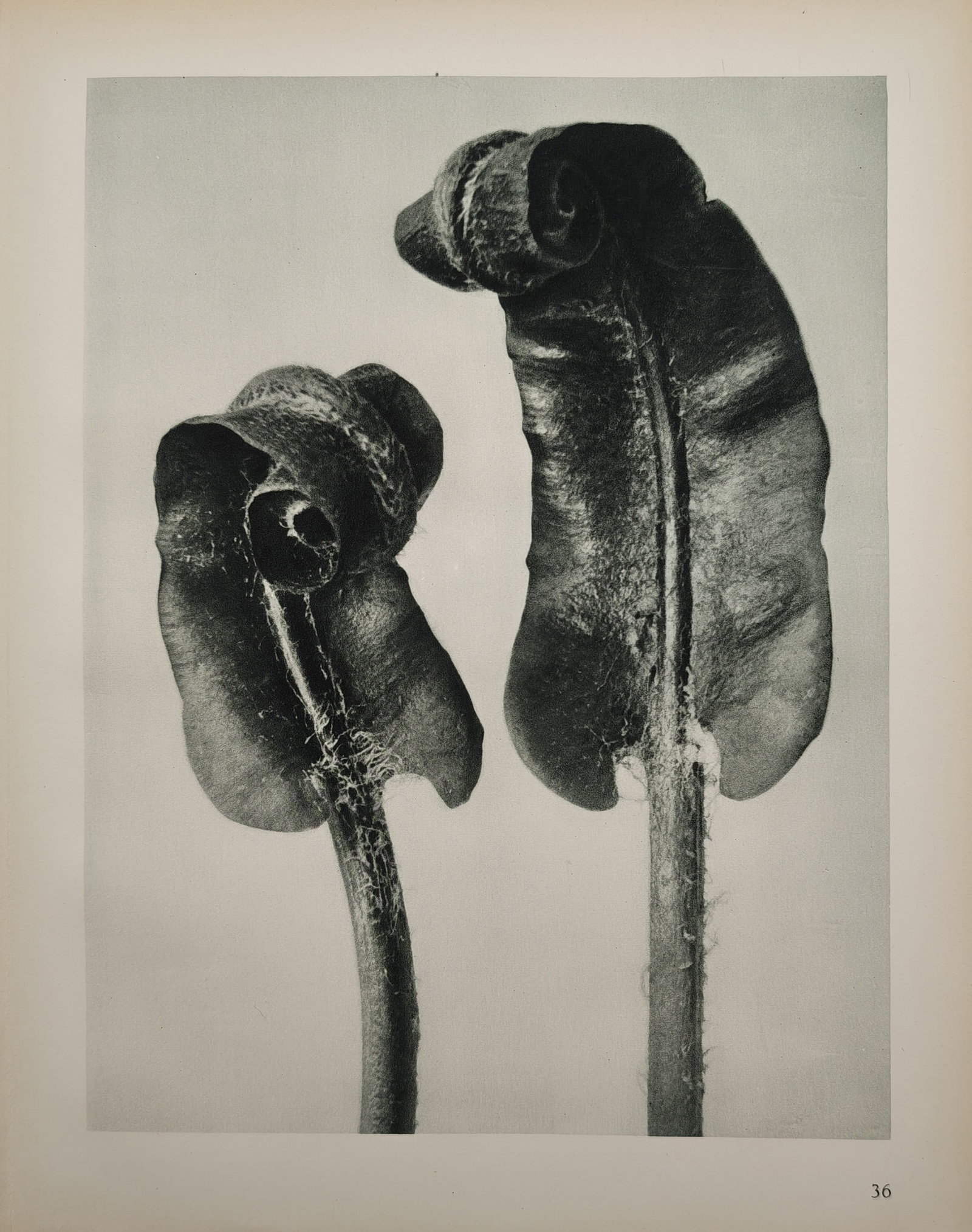 Karl Blossfeldt, after – Botanical Study of Unfurling Fern Fronds – Offset print (20th Century) (1 of 2)