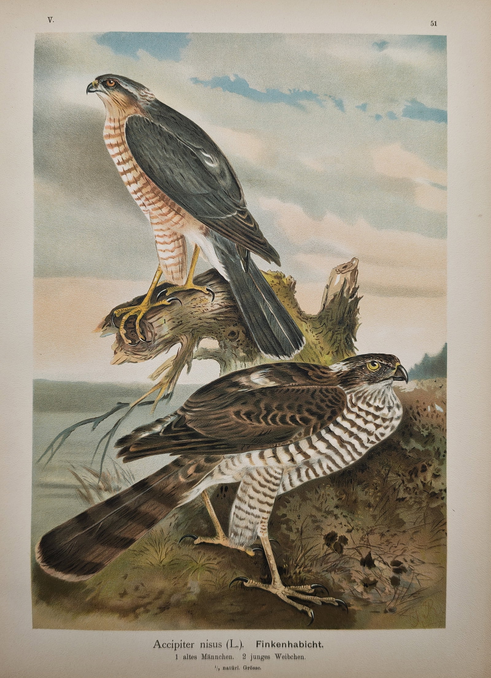 Johann Friedrich Naumann – Eurasian Sparrowhawk – Lithograph (19th Century): "Eurasian Sparrowhawk" illustrates a male and female bird of prey perched attentively in an open landscape at dusk. The natural history composition captures the distinct plumage variations between the