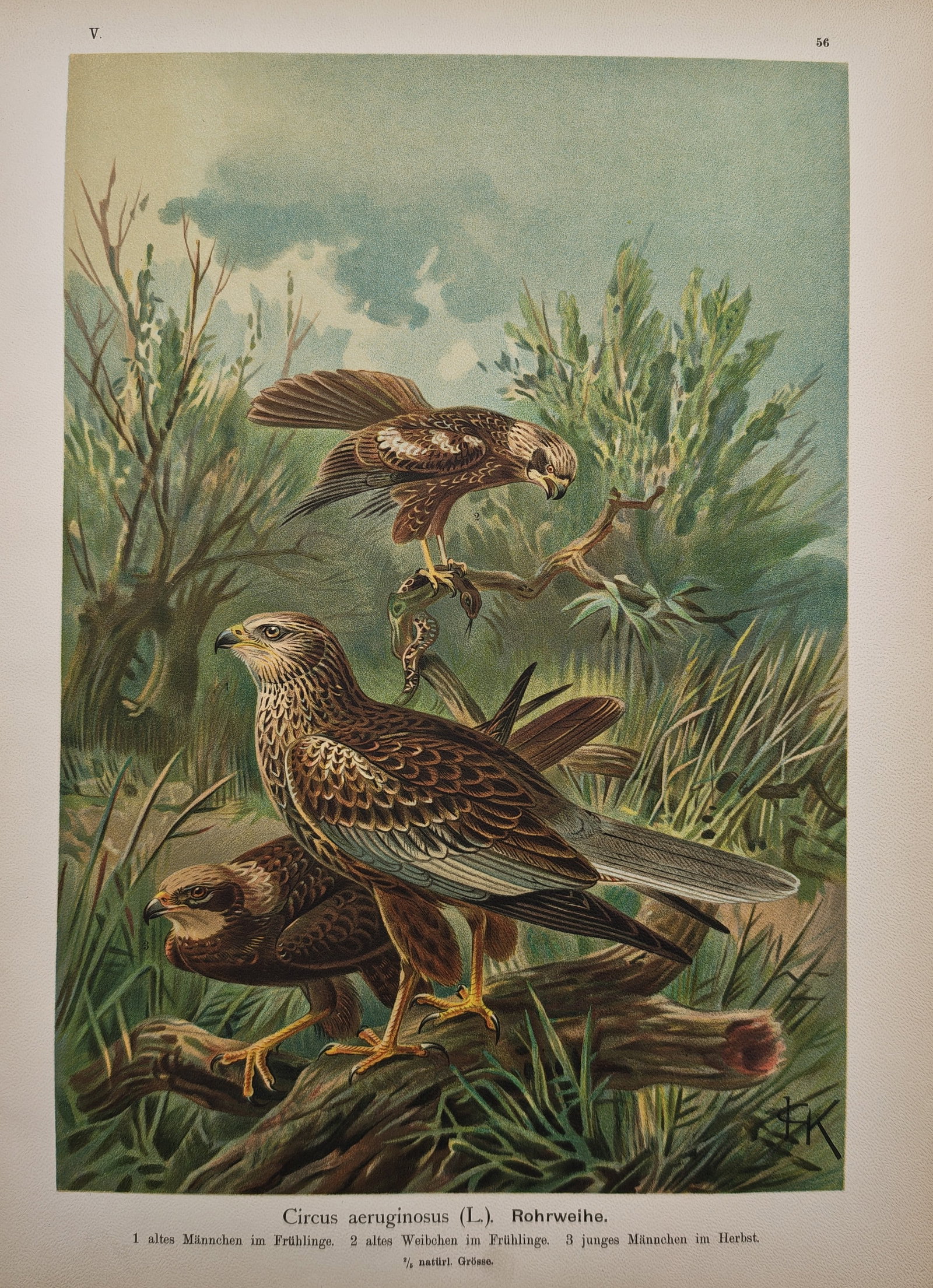 Johann Friedrich Naumann – Western Marsh Harrier – Lithograph (19th Century) (1 of 2)