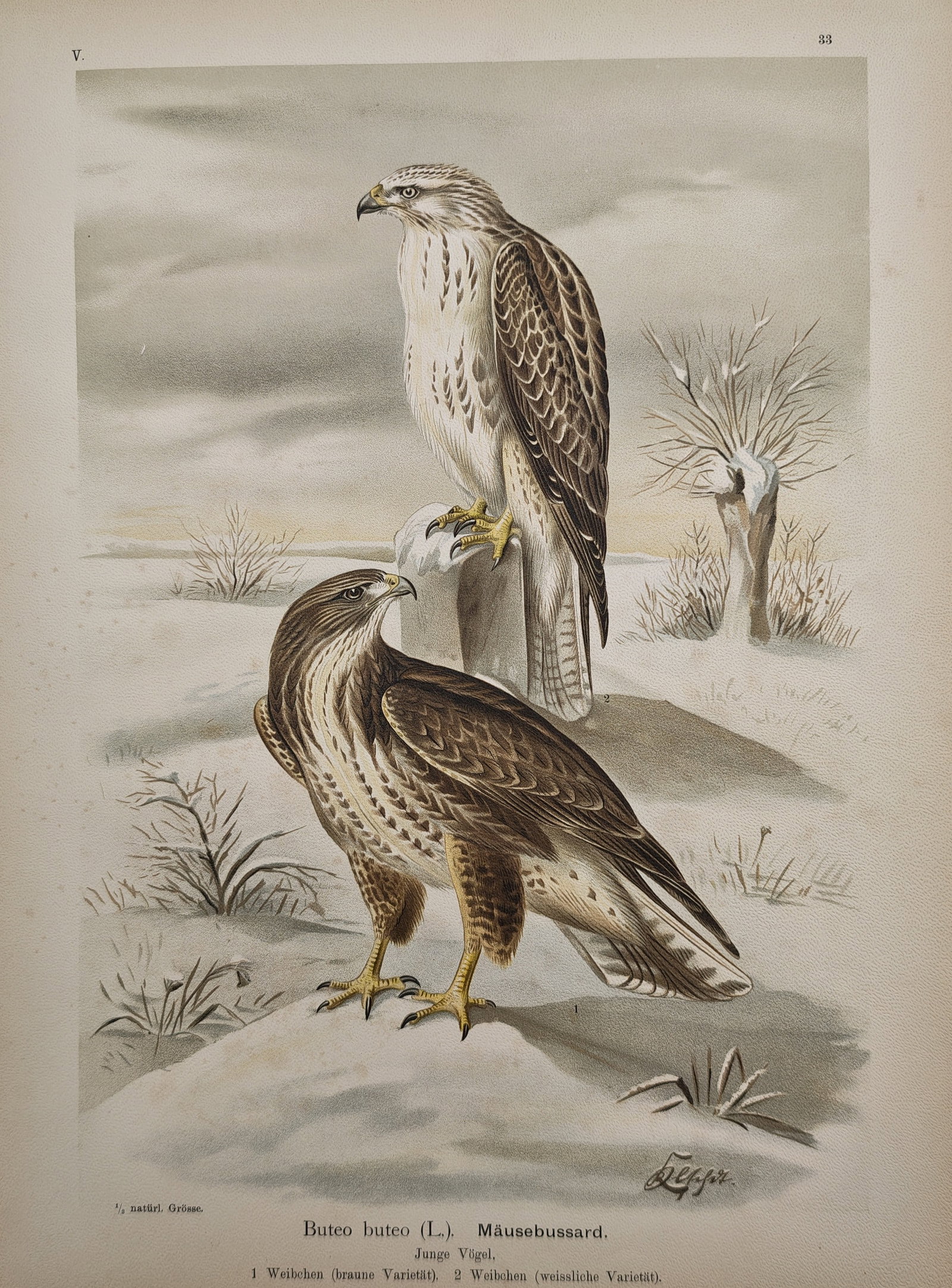 Johann Friedrich Naumann – Common Buzzard – Lithograph (19th Century): "Common Buzzard" portrays birds of prey in different color variations positioned within a bleak, snow-dusted winter landscape featuring sparse vegetation and a pollarded tree trunk. The natural histor