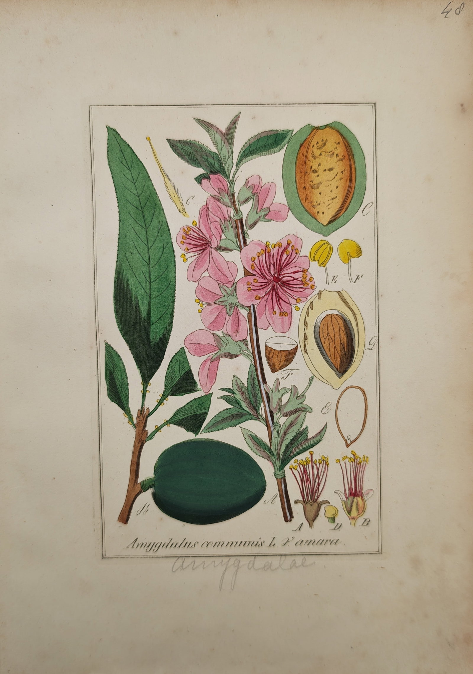 Max Schulze – European Orchids – Lithograph (19th Century) (1 of 2)