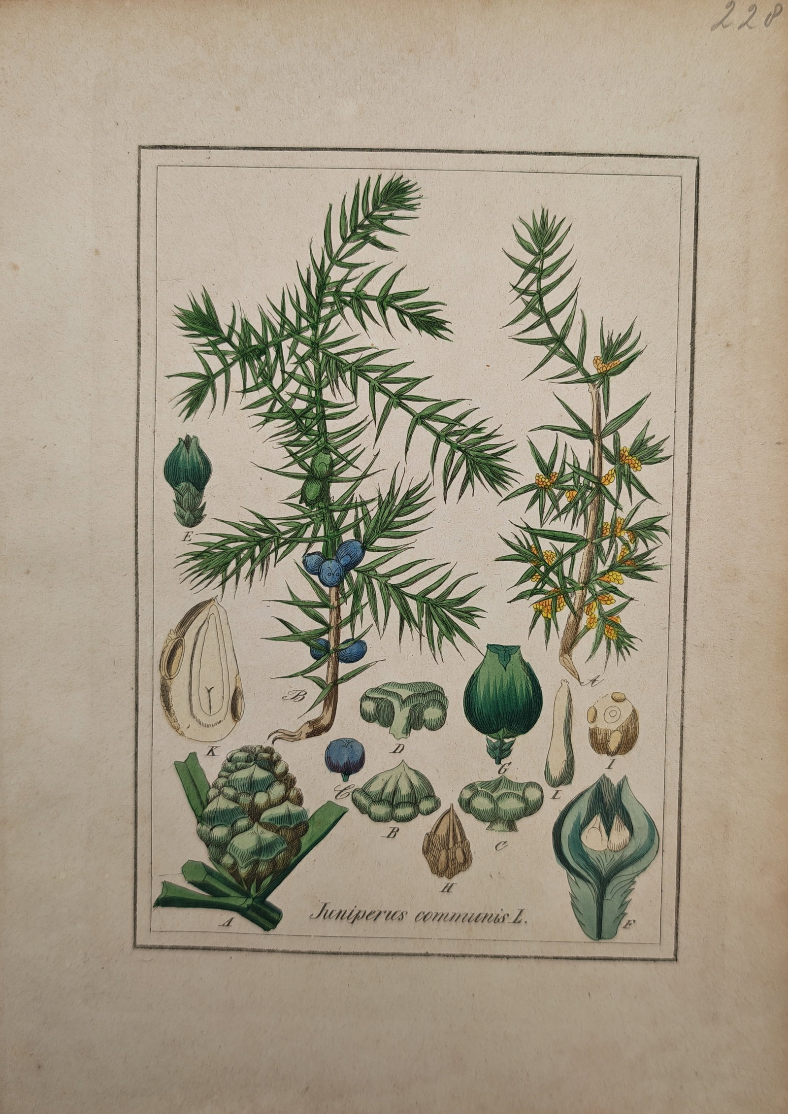 Max Schulze – Common Juniper – Lithograph (19th Century): "Common Juniper" illustrates a detailed botanical study displaying prickly branches laden with both young green and mature blue berry-like seed cones. The composition features various detailed cross-s