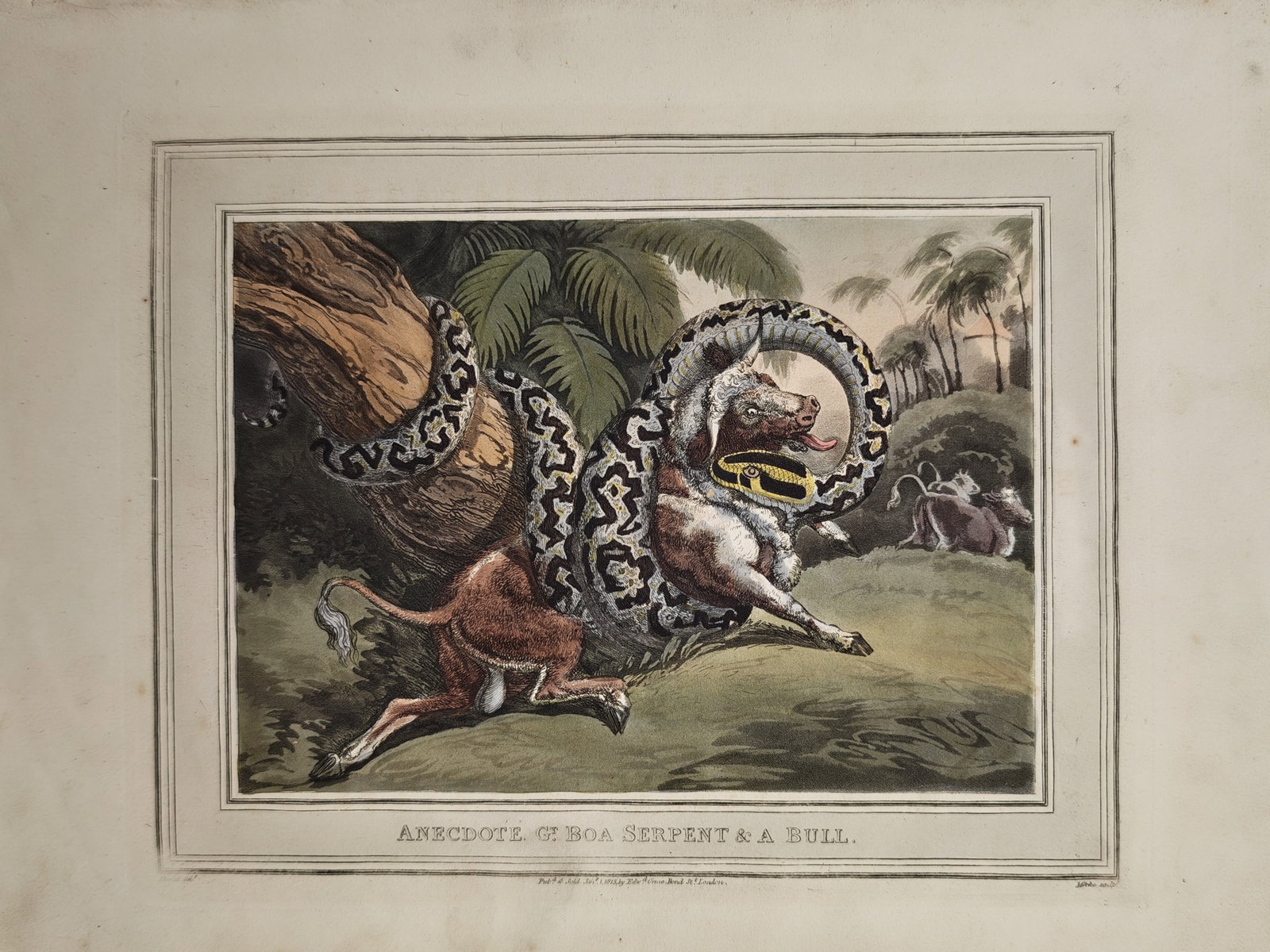 Samuel Howitt – Anecdote of a Boa Serpent and a Bull – Aquatint (1813): "Anecdote of a Boa Serpent and a Bull" portrays a dramatic natural history struggle within a tropical landscape where an immense patterned serpent constricts a charging bull against the trunk of a lar