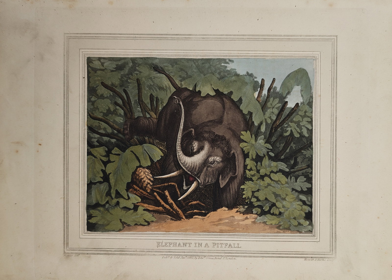 Samuel Howitt – Elephant in a Pitfall – Aquatint (1813): "Elephant in a Pitfall" portrays a dramatic wildlife encounter from an eastern hunting expedition showing a massive elephant trapped inside a concealed pit among broken branches and dense tropical fol