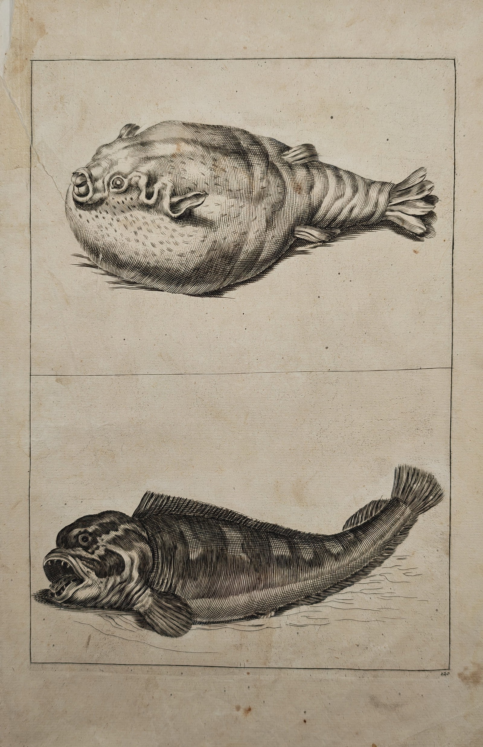 Frederik de Wit – Zoological Studies of Exotic Fish – Engraving (17th Century) (1 of 2)