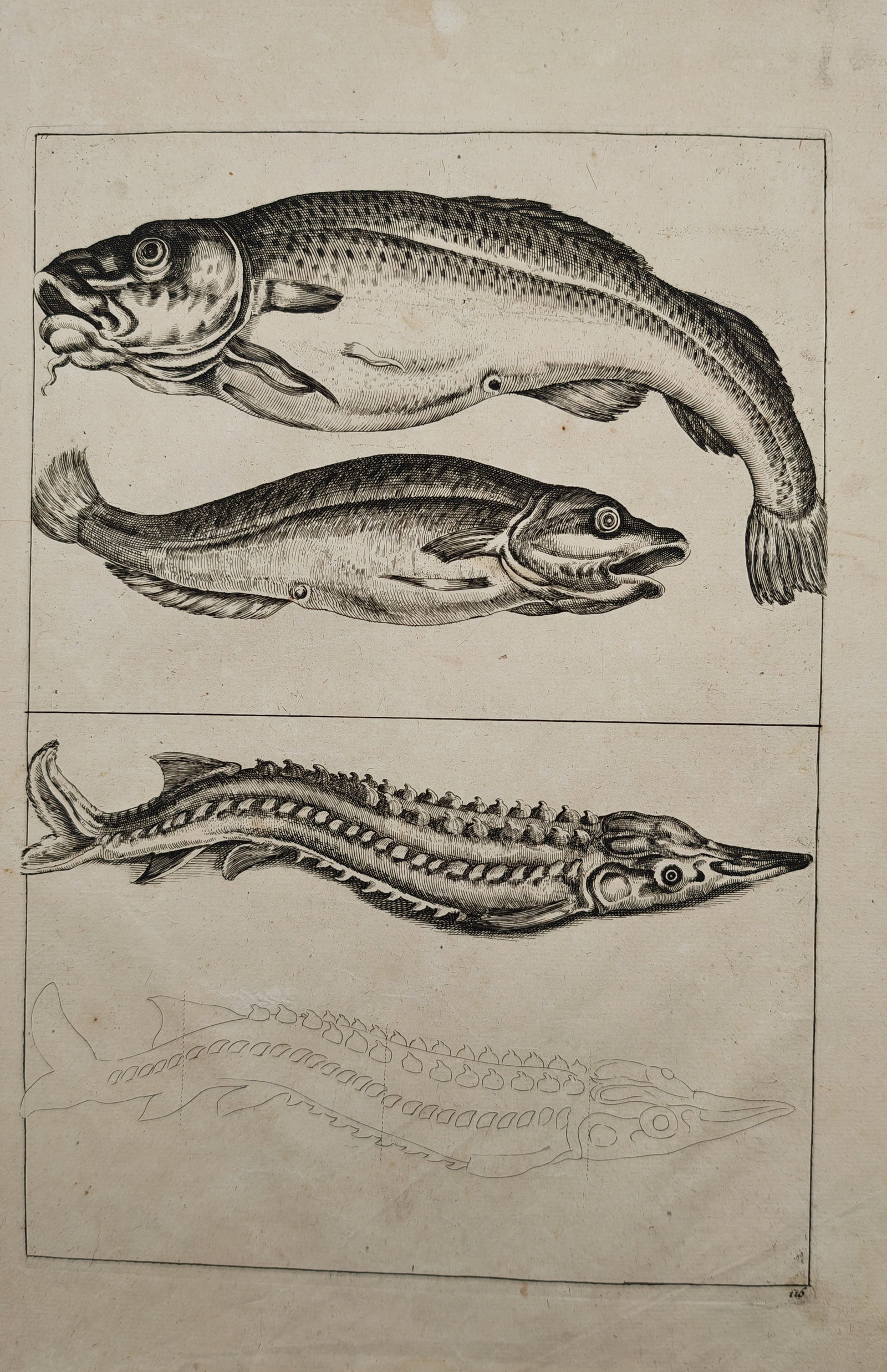 Frederik de Wit – Zoological Studies of Cod and Sturgeon – Engraving (17th Century) (1 of 2)