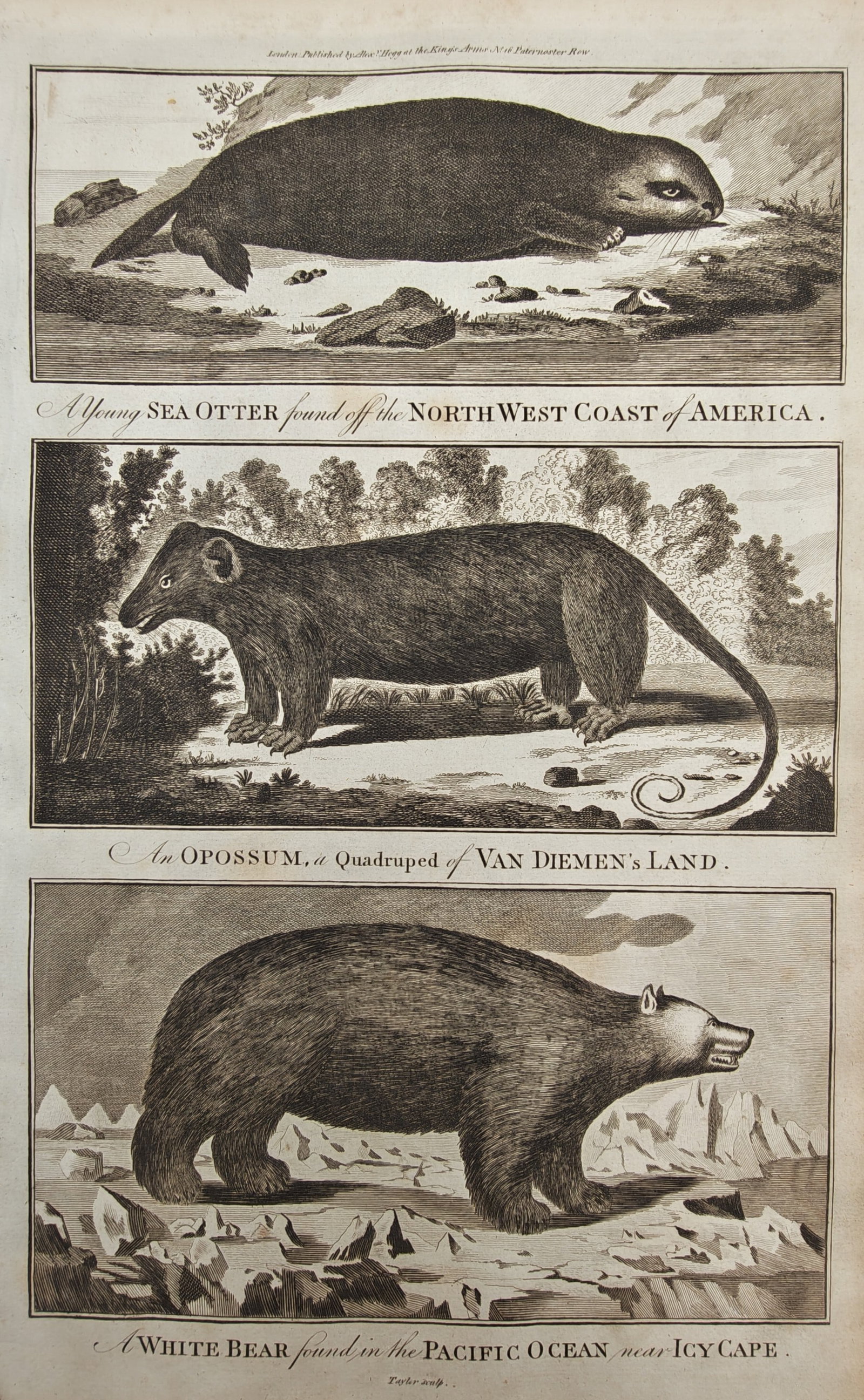 Alexander Hogg – Zoological Studies of a Sea Otter, an Opossum, and a Polar Bear – Engraving (1 of 2)