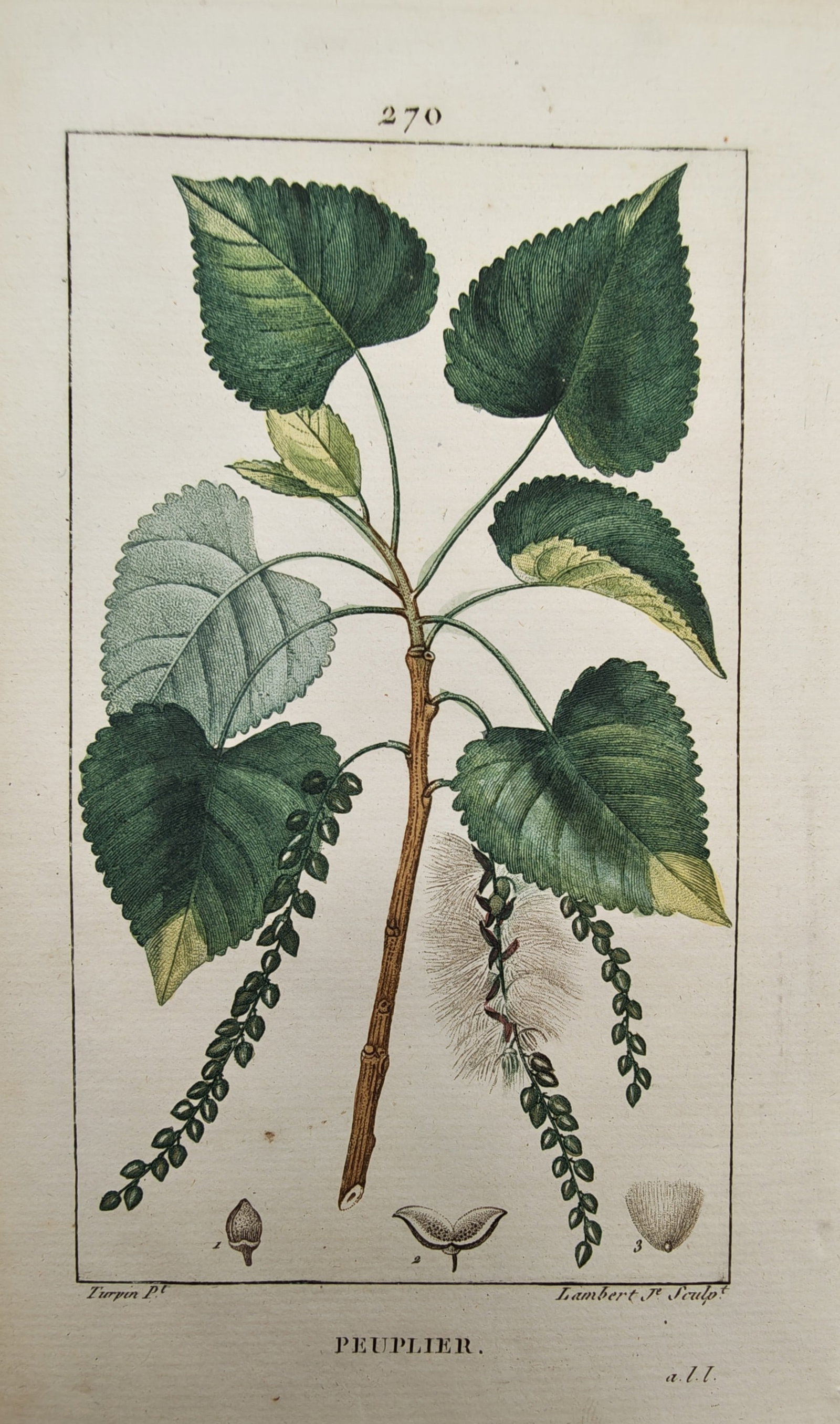Pierre Jean Francois Turpin – Botanical Study of the Poplar Tree with Leaves, Catkins: "Poplar" presents a refined botanical illustration depicting the broad serrated foliage, pendulous catkins, and detailed seed dissections of the poplar tree. The hand-colored engraving was produced in