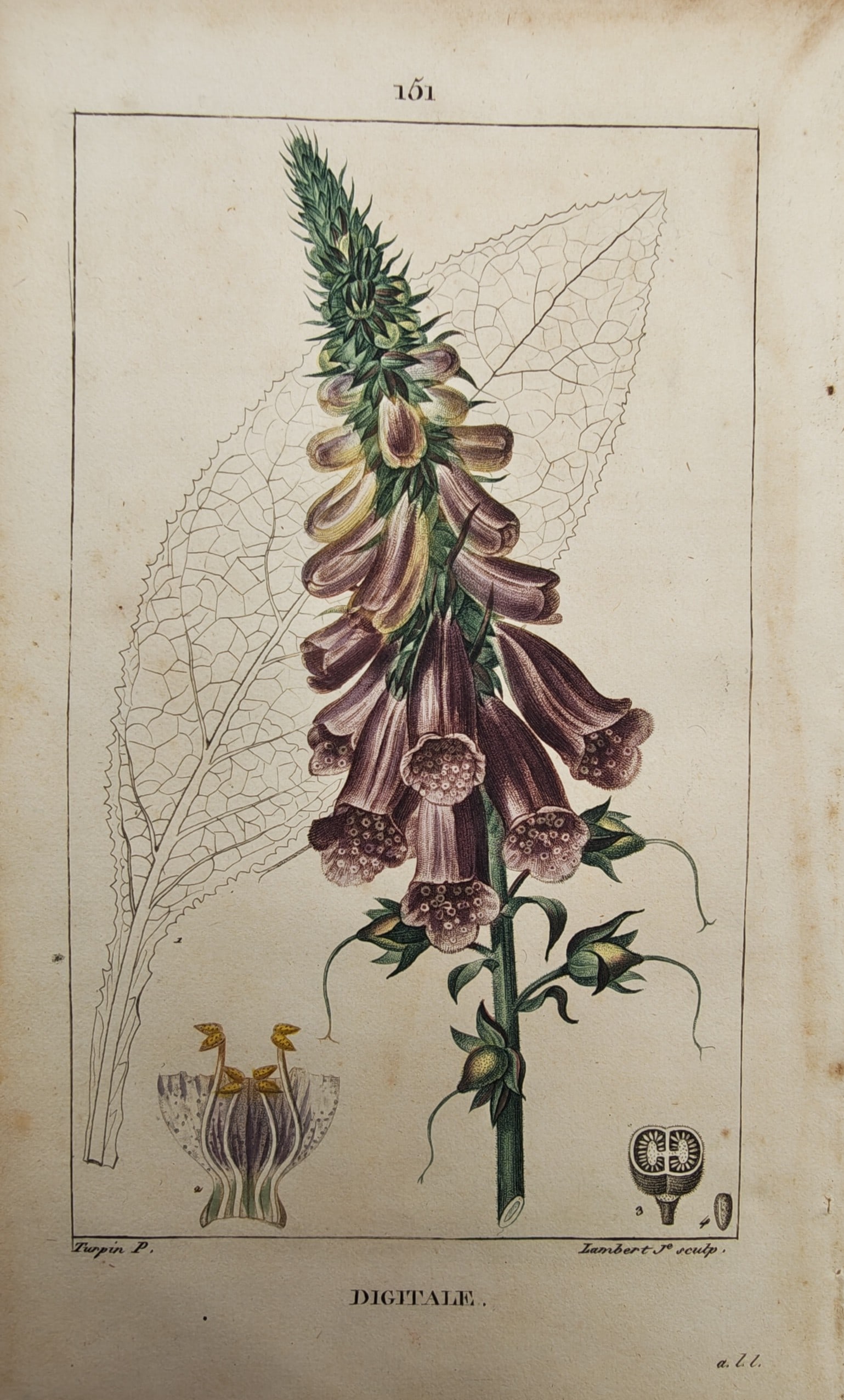 Pierre Jean Francois Turpin – Botanical Study of Foxglove with Foliage, Tubular Flowers: "Digitalis" presents a refined botanical illustration depicting the flowering spike of the foxglove with its spotted tubular blossoms alongside a ghost-outlined leaf and structural floral dissections.