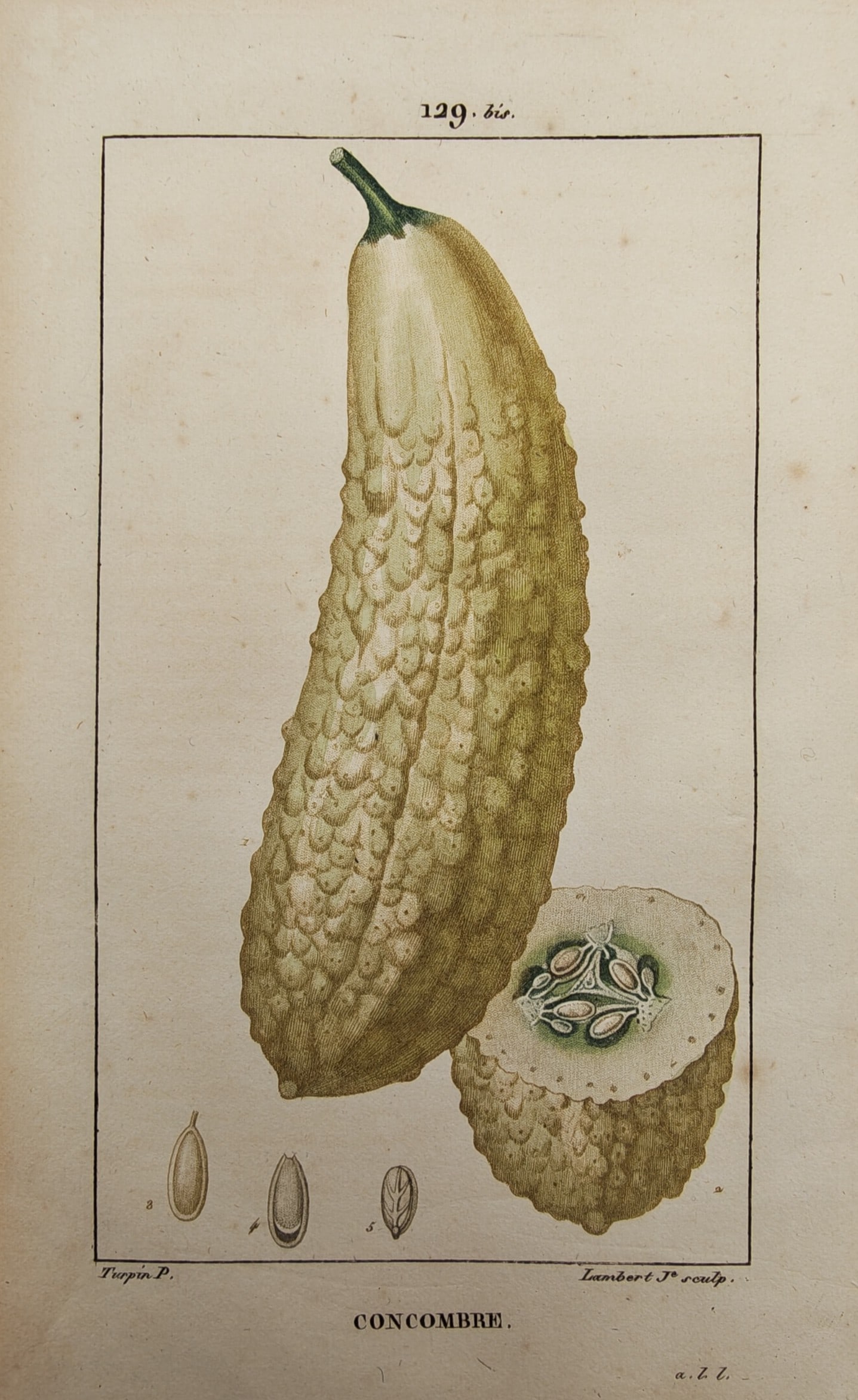 Pierre Jean Francois Turpin – Botanical Study of the Cucumber with Fruit Cross-Section and Seeds: "Cucumber" presents a detailed botanical study illustrating a textured whole cucumber alongside a transverse internal cross-section revealing its seed cavity and individual seed dissections. The hand-