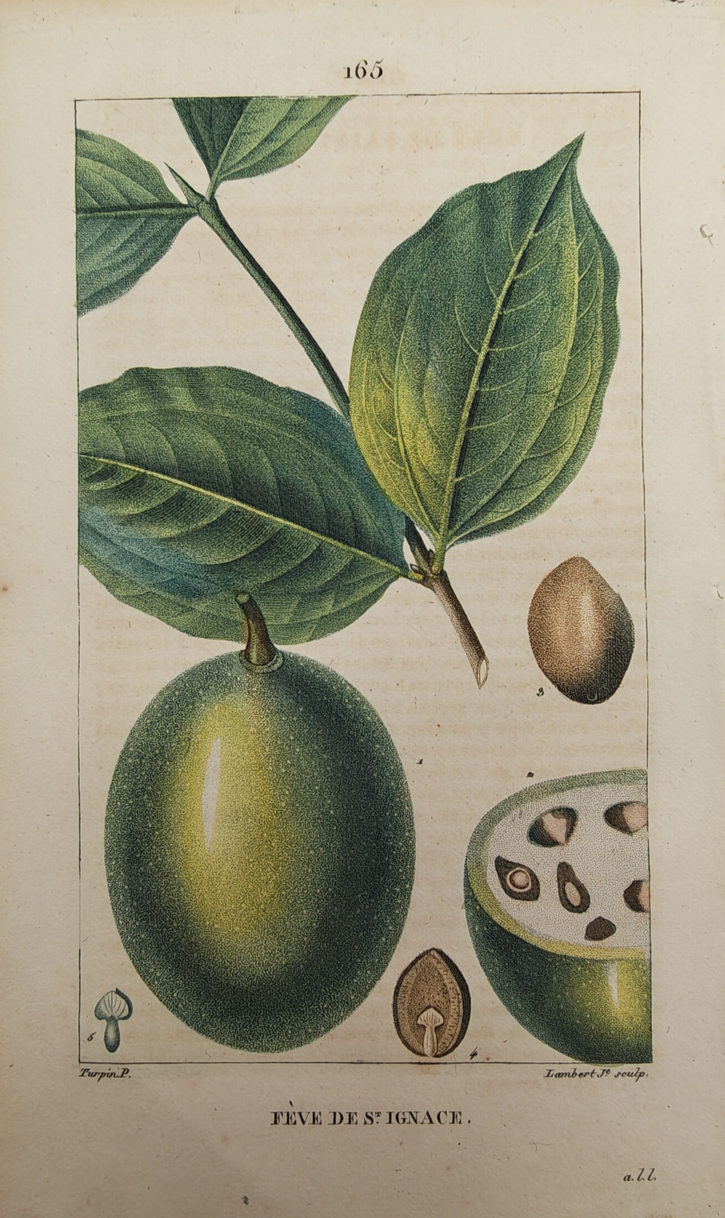 Pierre Jean Francois Turpin – Botanical Study of the Saint Ignatius Bean with Foliage, Fruit (1 of 2)