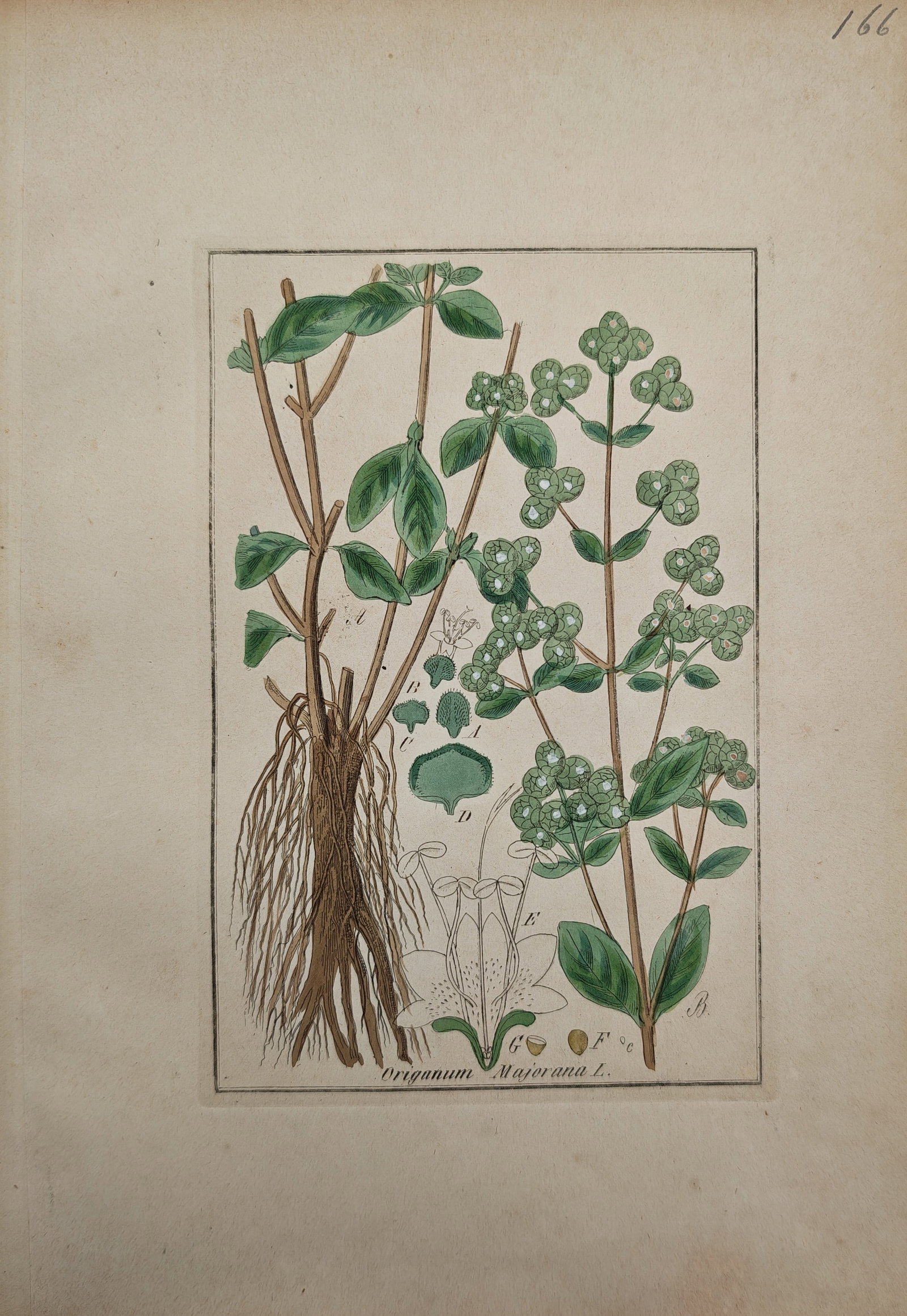 Max Schulze – Botanical Study of Sweet Marjoram with Roots, Inflorescences, and Floral Dissections: "Origanum Majorana L." presents a detailed botanical study illustrating the root structure, leafy stems, compact flowering clusters, and morphological floral dissections of sweet marjoram. The hand-co