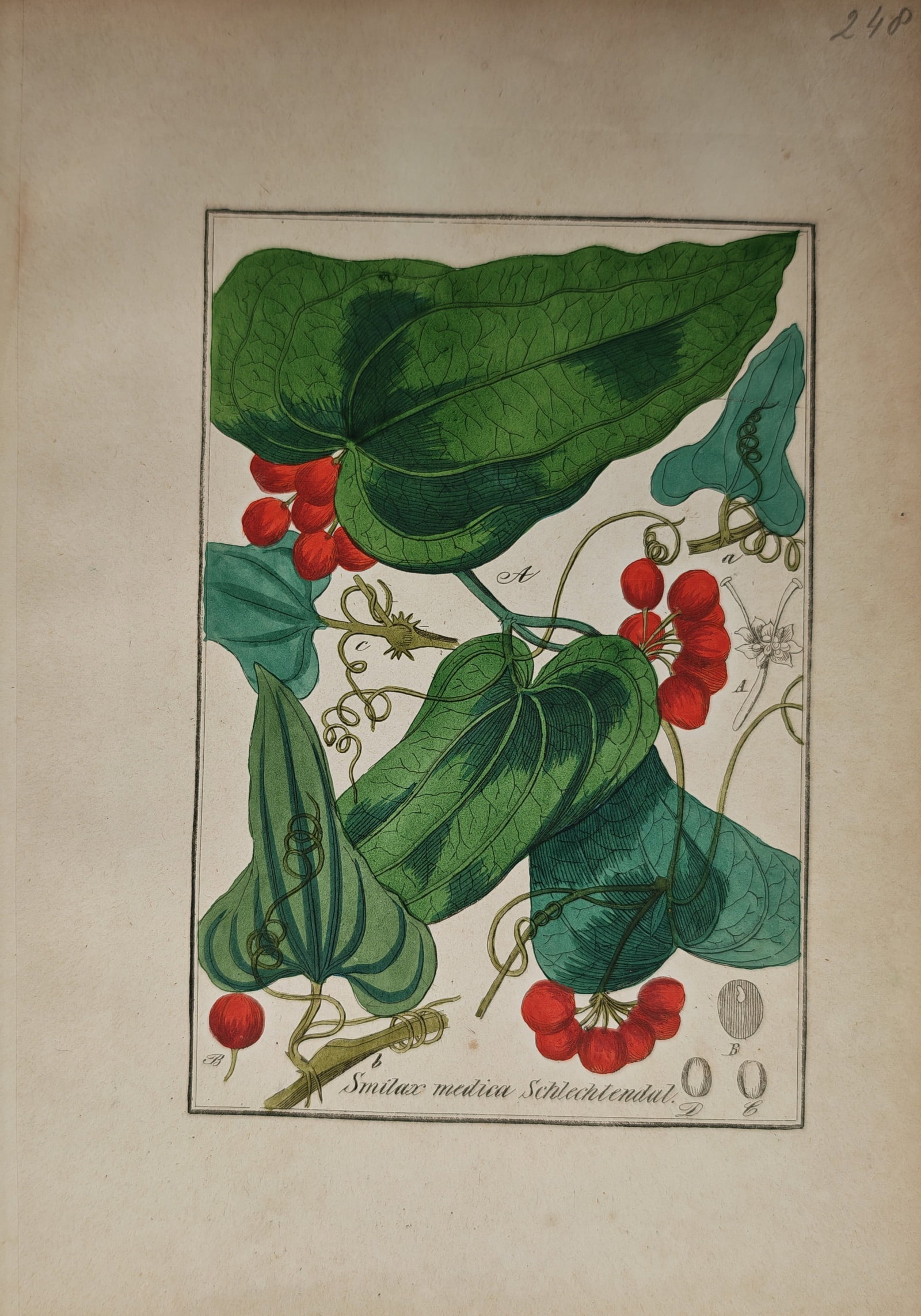 Max Schulze – Botanical Study of Sarsaparilla with Climbing Vines, Berries, and Seed Dissections: "Smilax Medica Schlechtendal" presents a vibrant botanical study illustrating the cordate foliage, climbing tendrils, bright red berry clusters, and structural seed dissections of the Mexican sarsapar